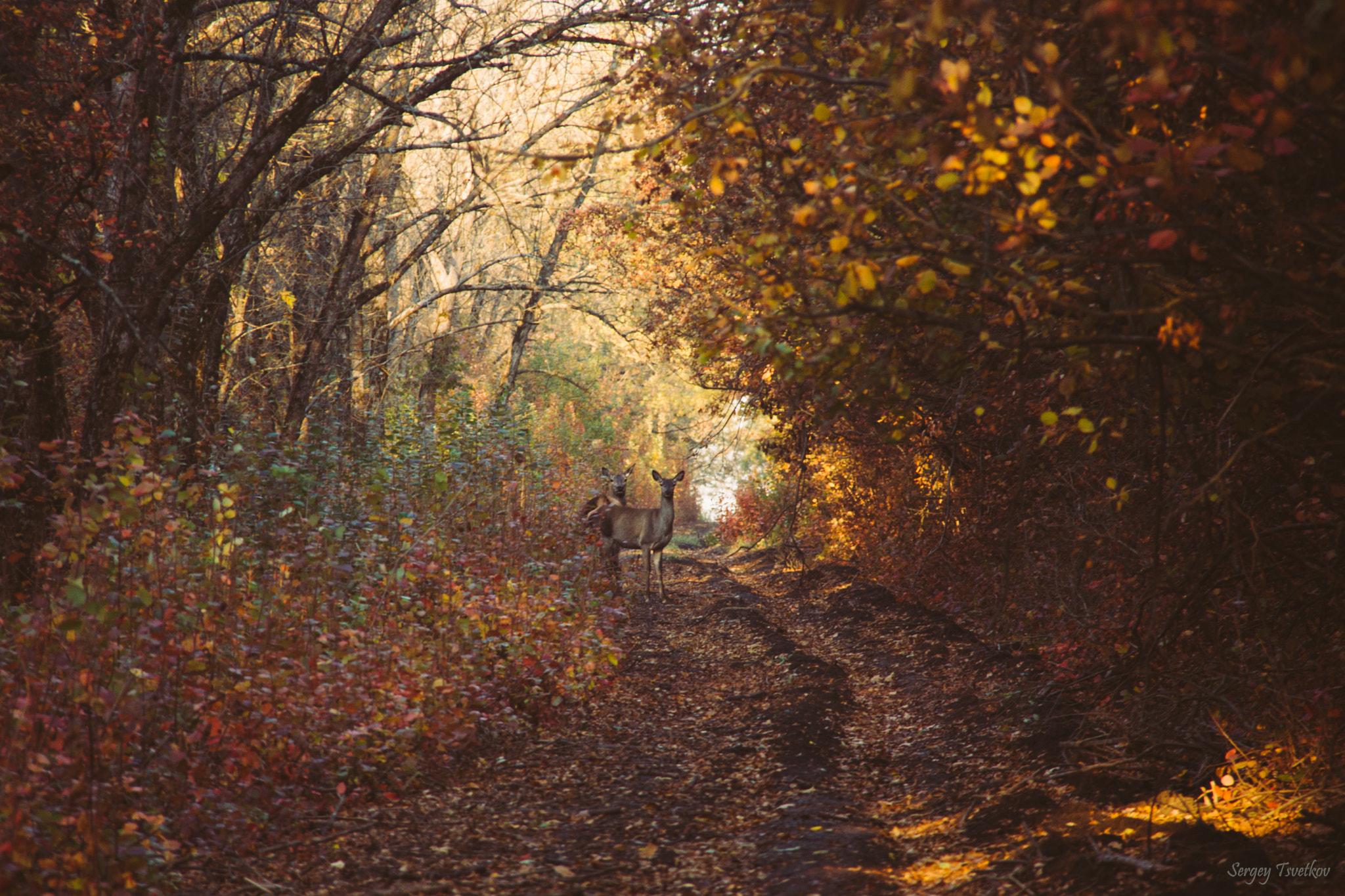 Canon EF-S 18-200mm F3.5-5.6 IS sample photo. Осень photography