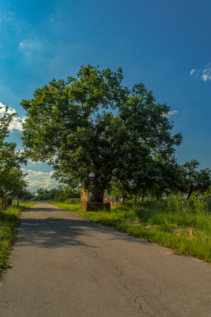 Century Tree by Milen Mladenov on 500px.com