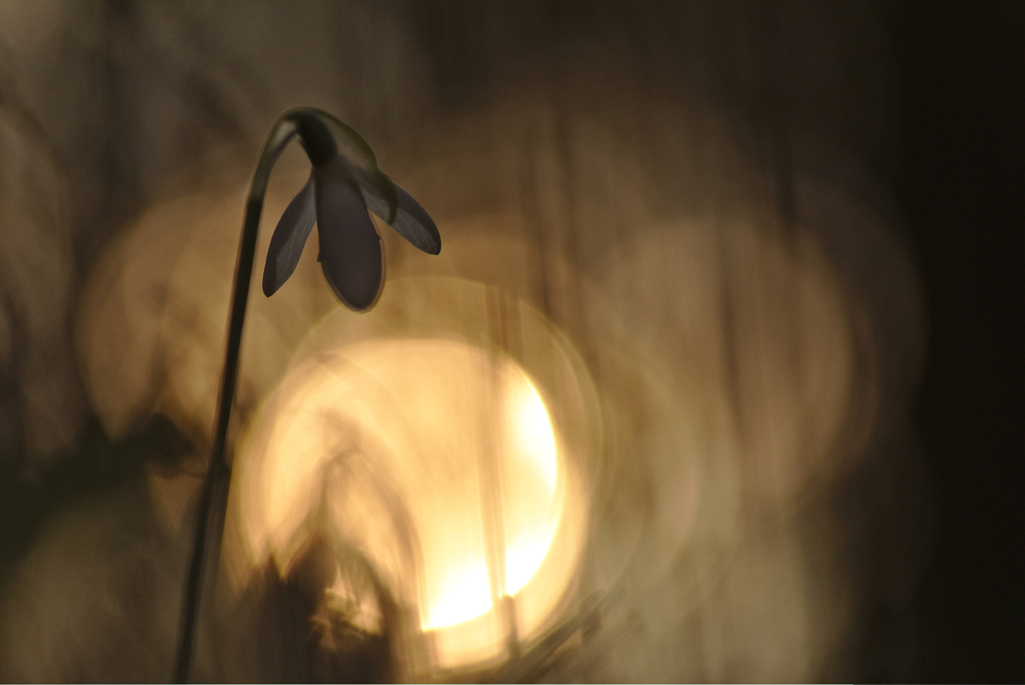 Canon EOS 70D + Sigma 105mm F2.8 EX DG Macro sample photo. Galanthus sunset photography