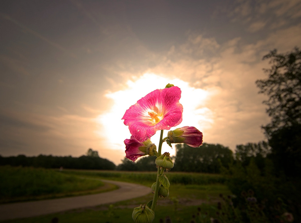 Minolta AF 28-80mm F3.5-5.6 II sample photo. The rose photography