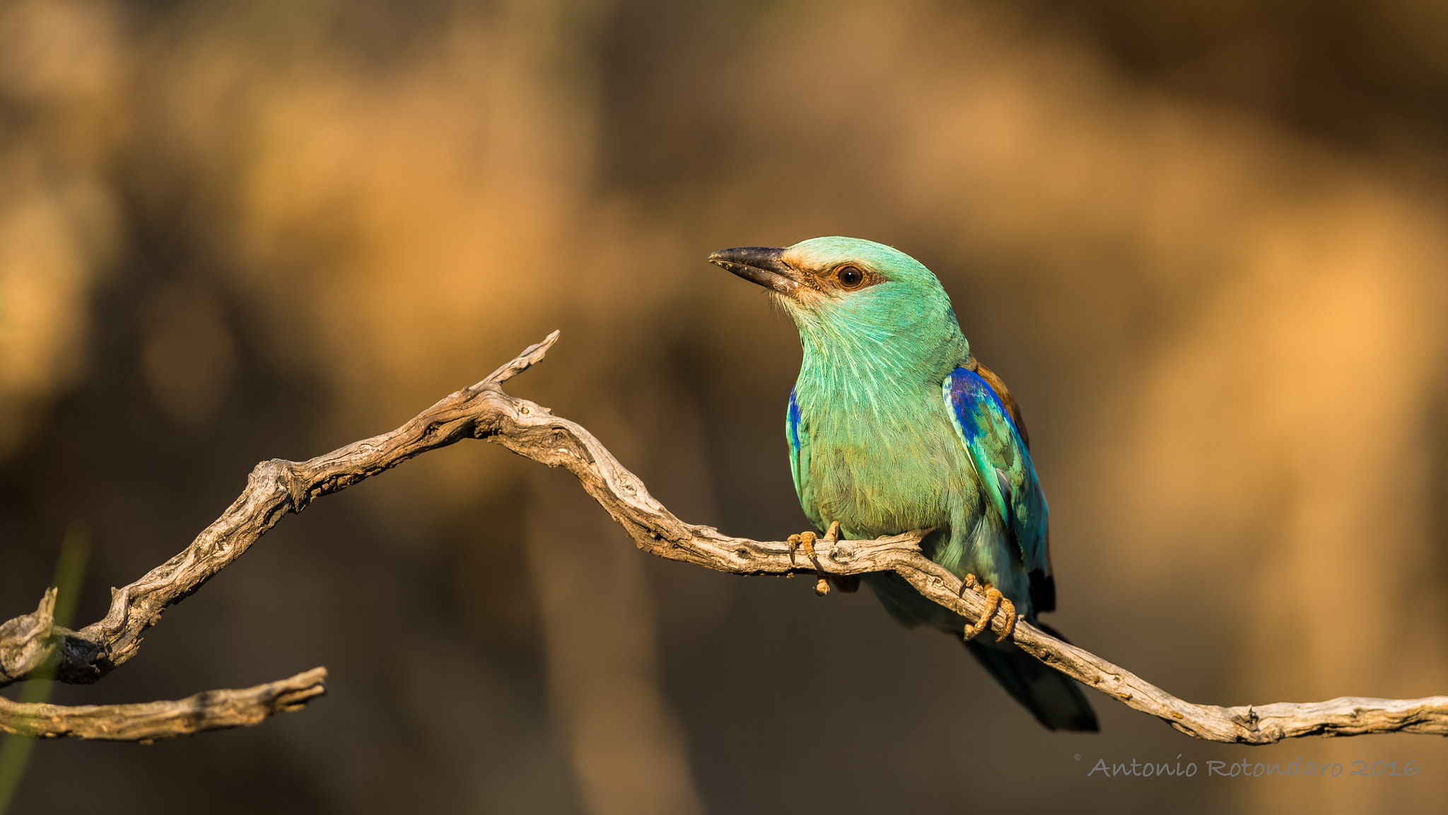 Canon EF 400mm F2.8L IS II USM sample photo. Ghiandaia  marina  photography