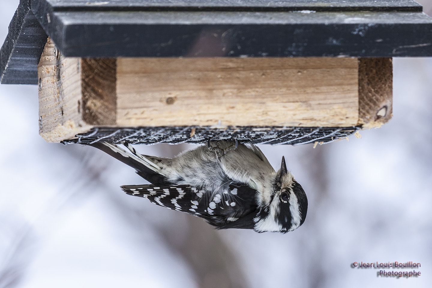 Canon EOS 50D + Canon EF 70-200mm F4L IS USM sample photo. Downy woodpecker photography