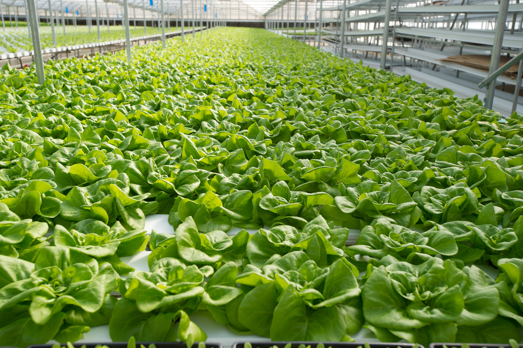 Nikon D3S sample photo. Greenhouse of hydroponic lettuce photography