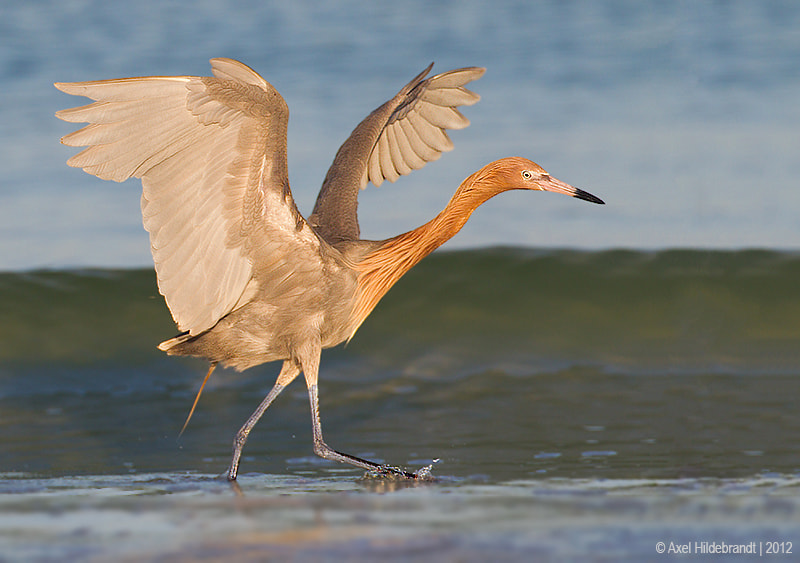 Canon EF 500mm F4L IS USM sample photo. Reddish egret photography