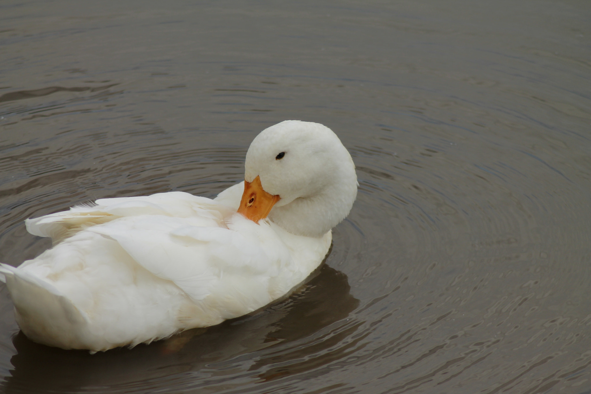 Canon EOS 1100D (EOS Rebel T3 / EOS Kiss X50) sample photo. The white clean duck photography