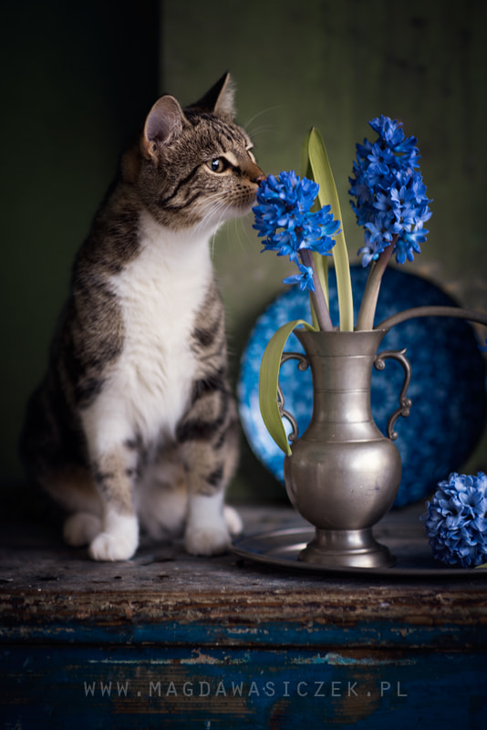 Sigma 85mm F1.4 EX DG HSM sample photo. Scent of spring photography