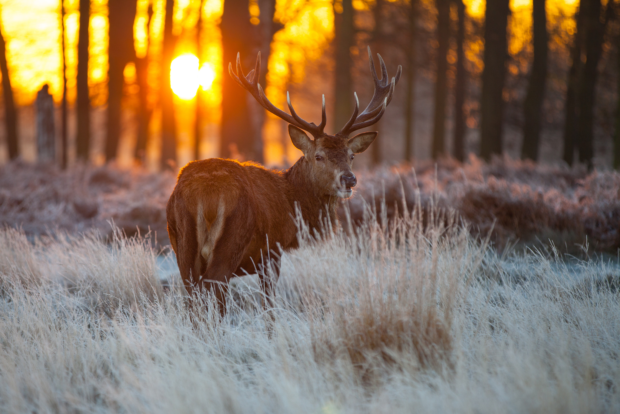 Red deer