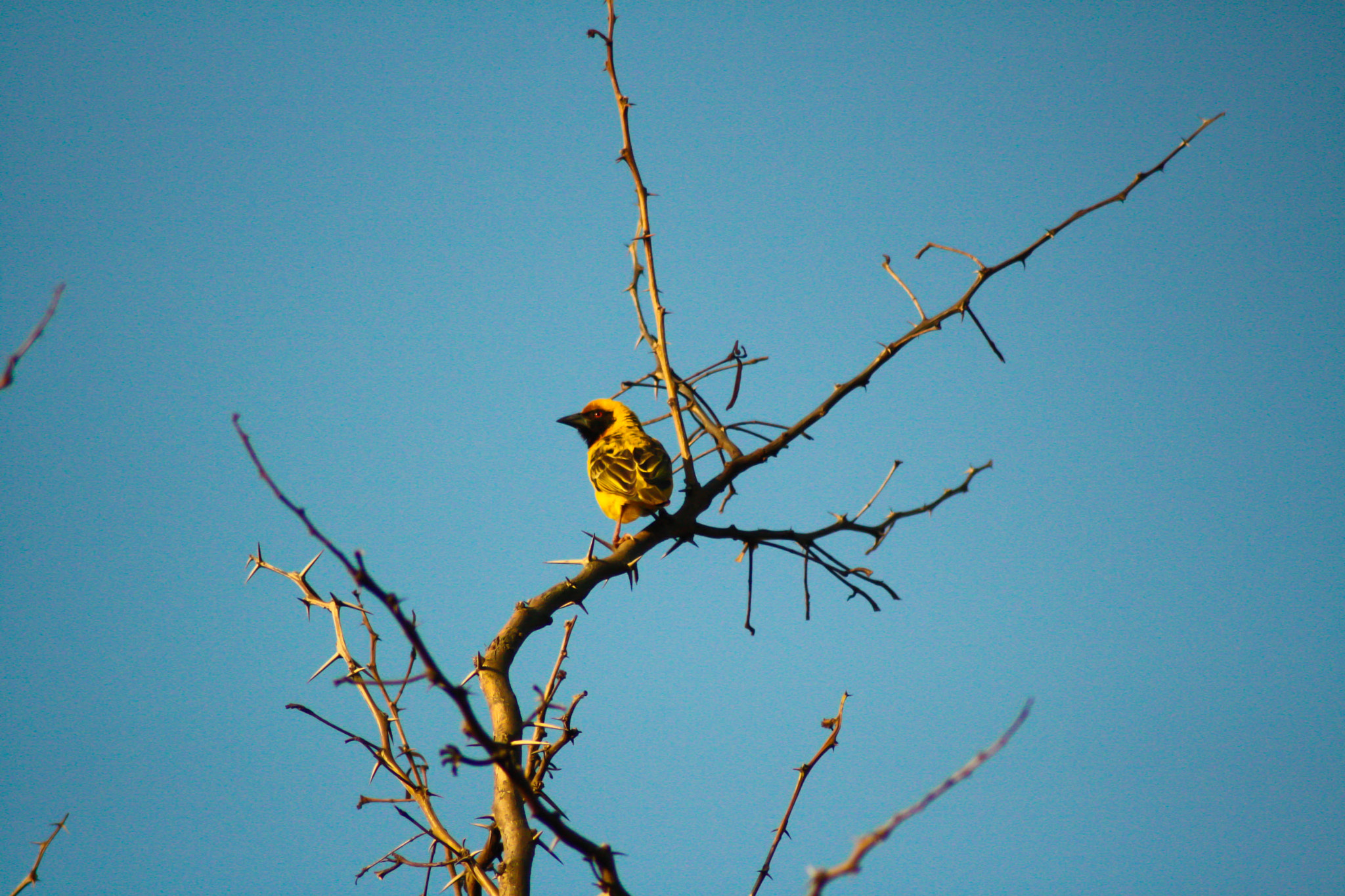 Canon EOS 1000D (EOS Digital Rebel XS / EOS Kiss F) sample photo. Weaverbird photography