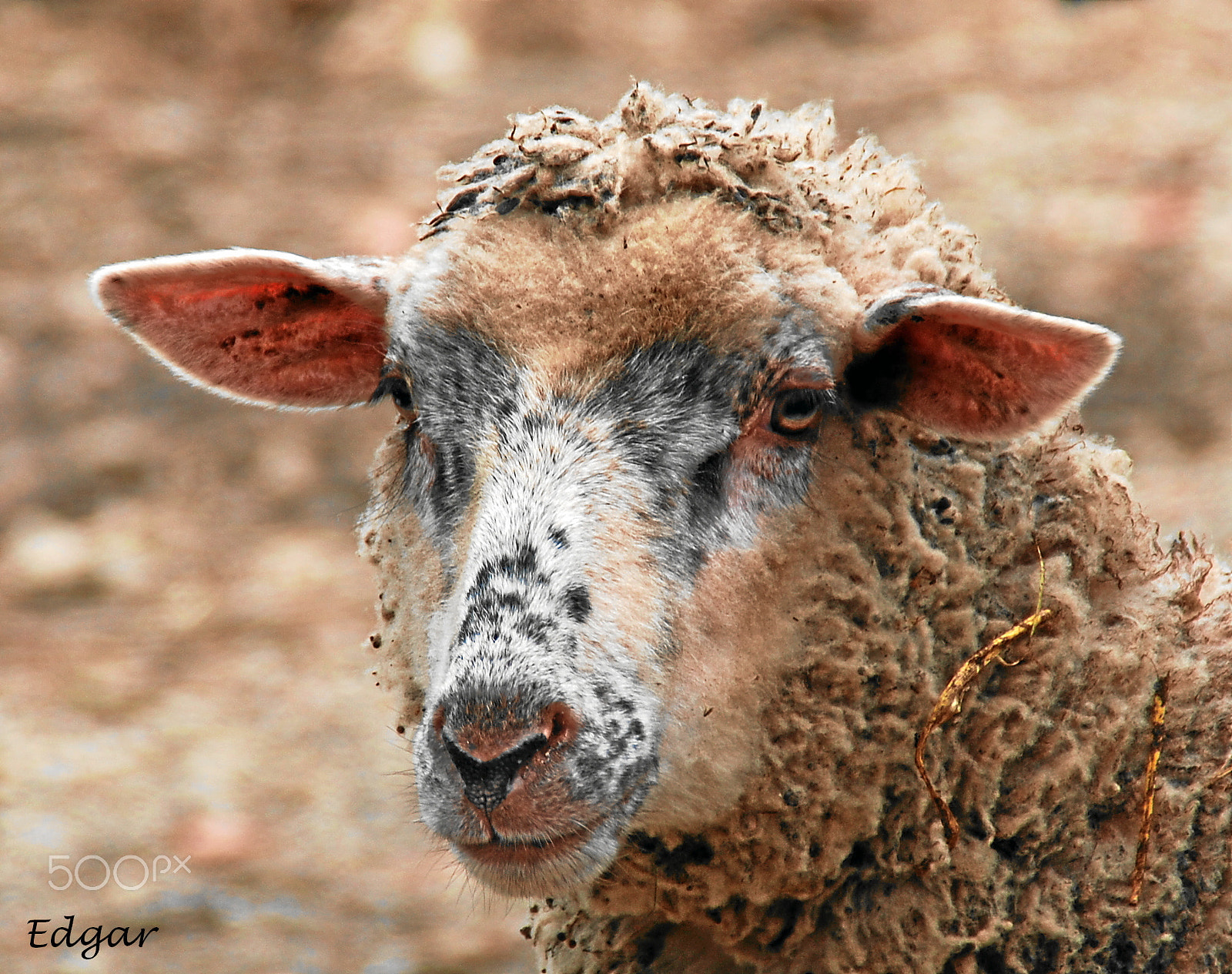 Nikon D80 sample photo. The sheep photography