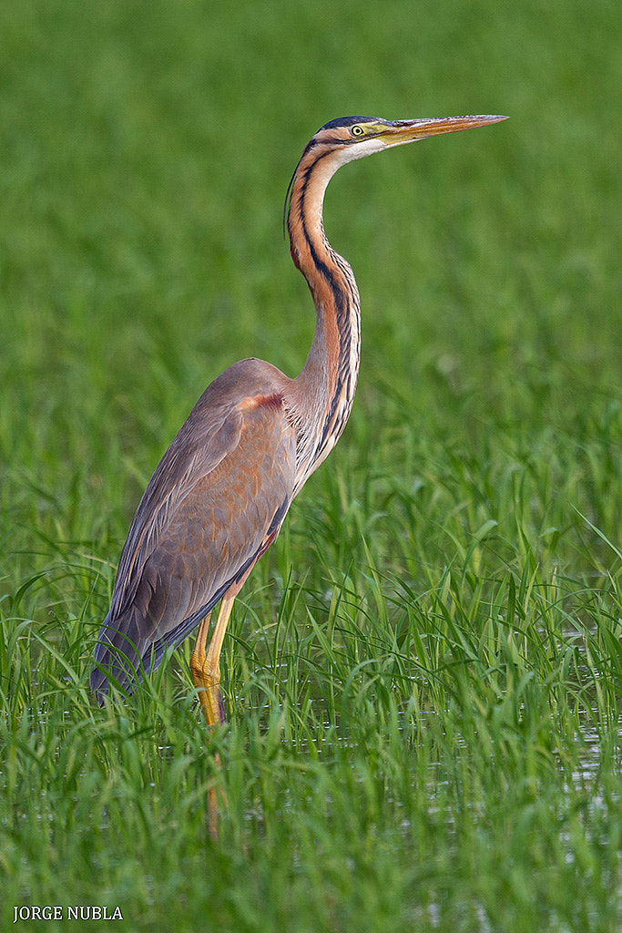 Canon EF 500mm F4L IS II USM sample photo. Garza imperial (ardea purpurea). photography