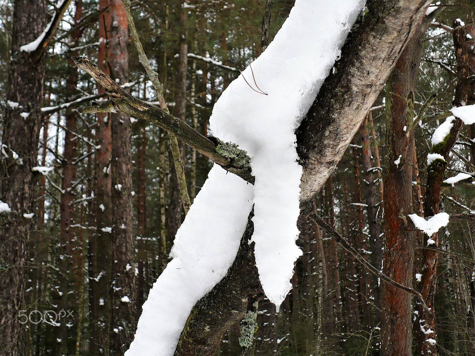 Panasonic DMC-LZ7 sample photo. Snow on the tree photography