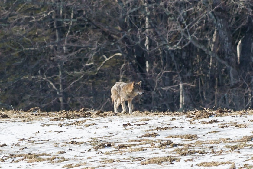 Canon EF-S 55-250mm F4-5.6 IS STM sample photo. Animal pictures photography