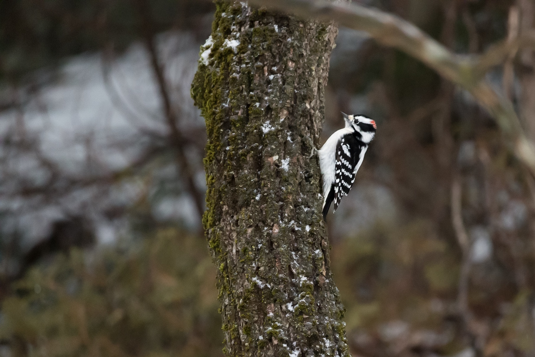 Canon EF-S 55-250mm F4-5.6 IS STM sample photo. Animal pictures photography