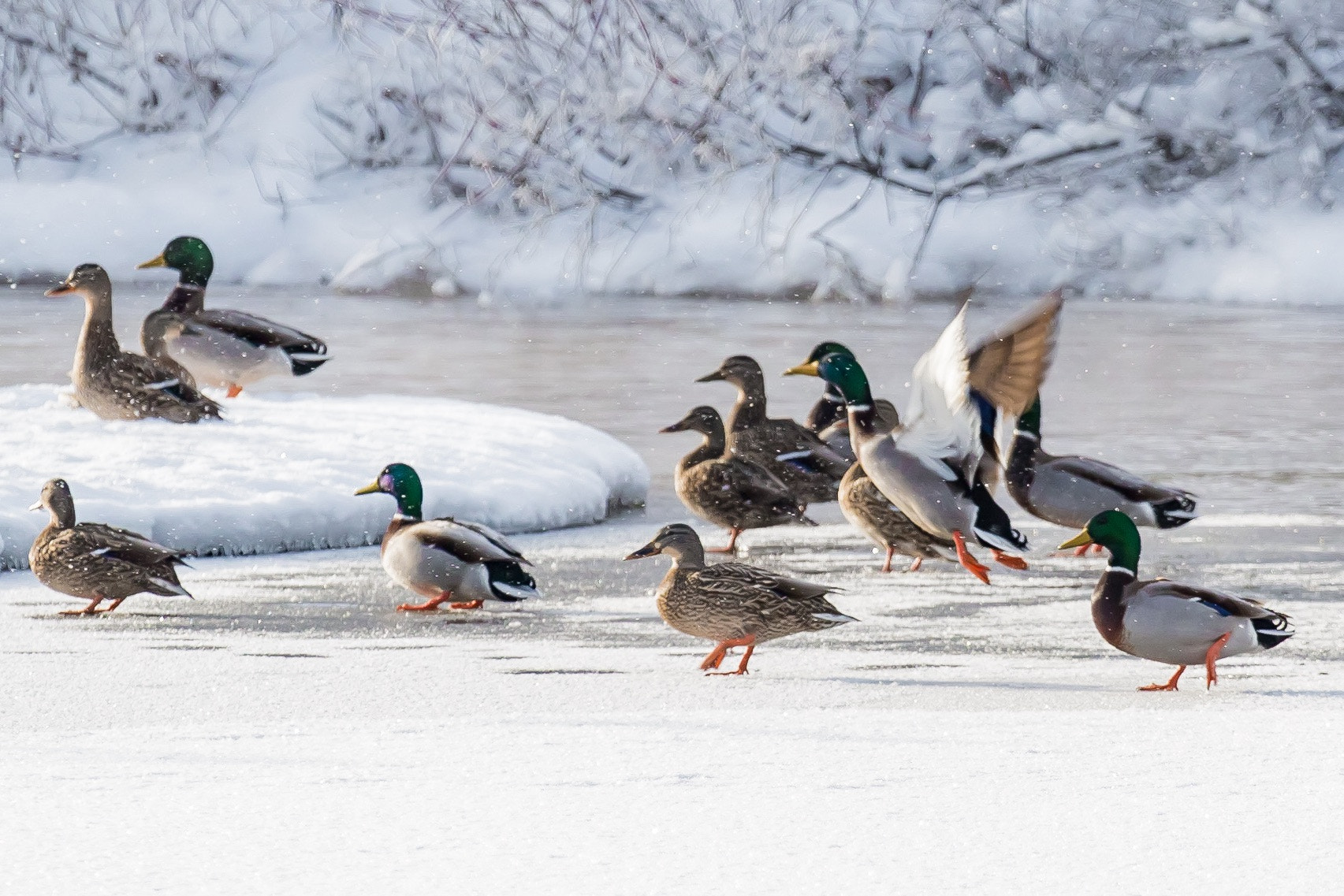 Canon EF 100-400mm F4.5-5.6L IS USM sample photo. Animal pictures photography