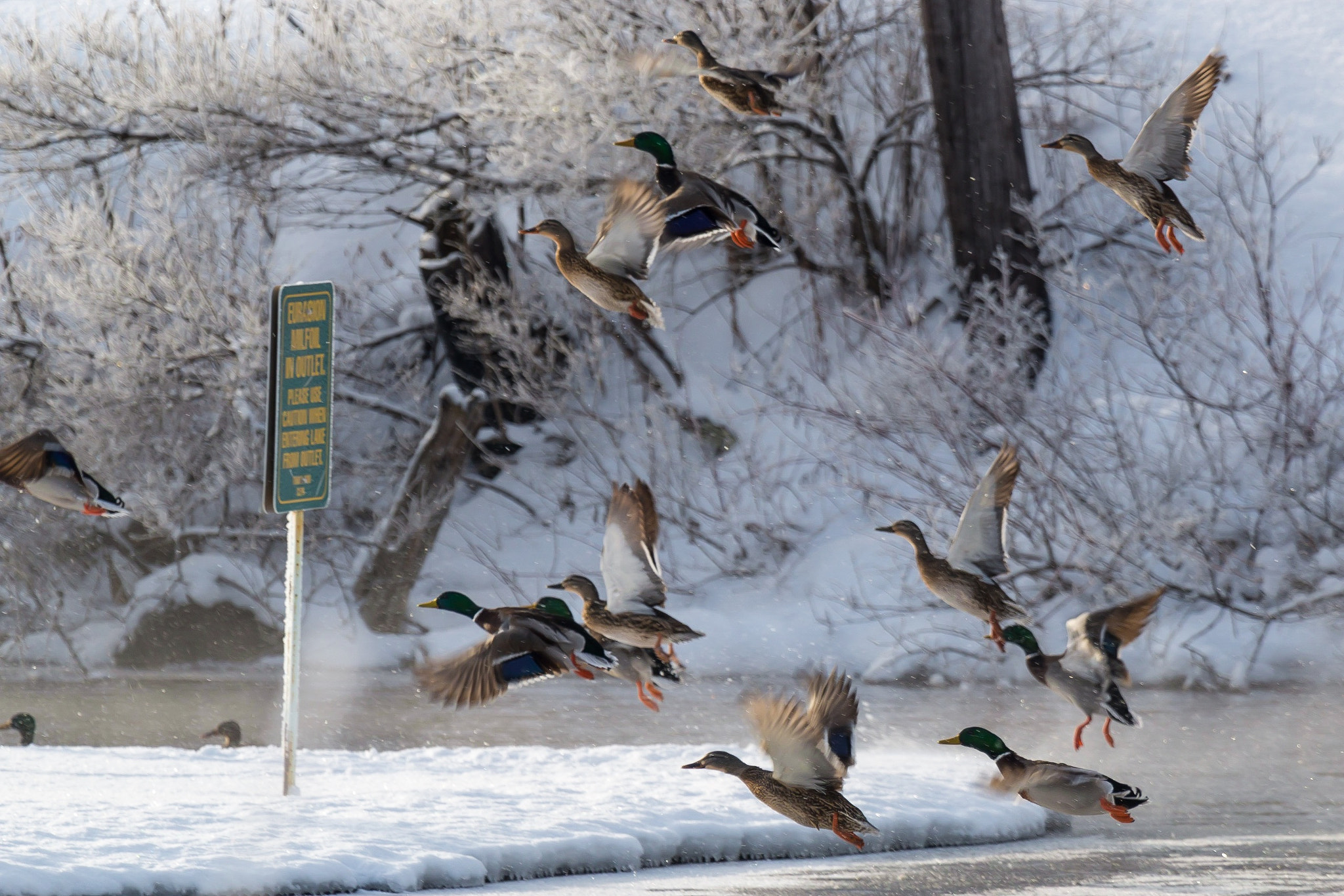 Canon EOS 70D + Canon EF 100-400mm F4.5-5.6L IS USM sample photo. Animal pictures photography