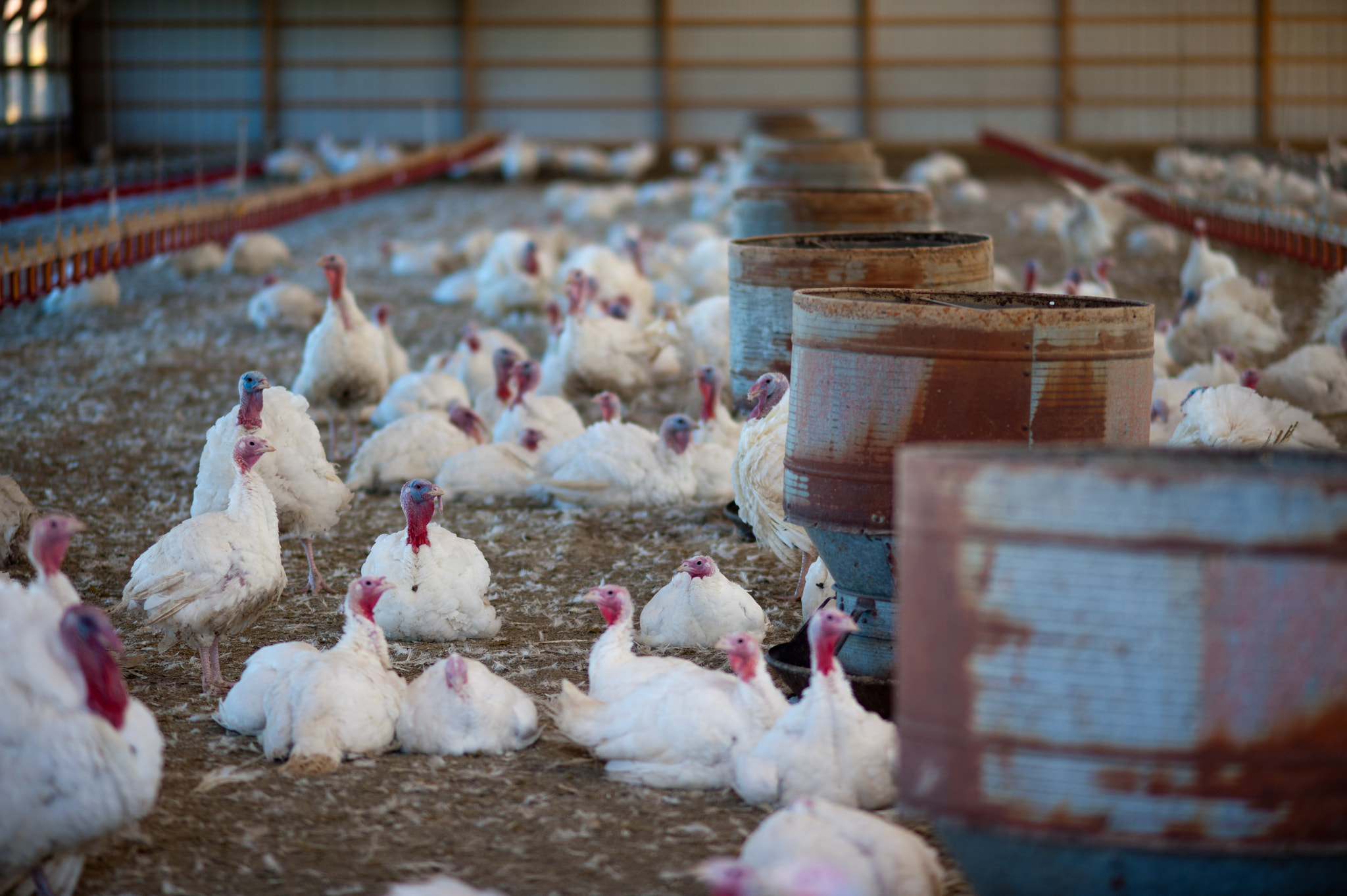 Nikon D700 + AF DC-Nikkor 135mm f/2 sample photo. Turkey farm photography