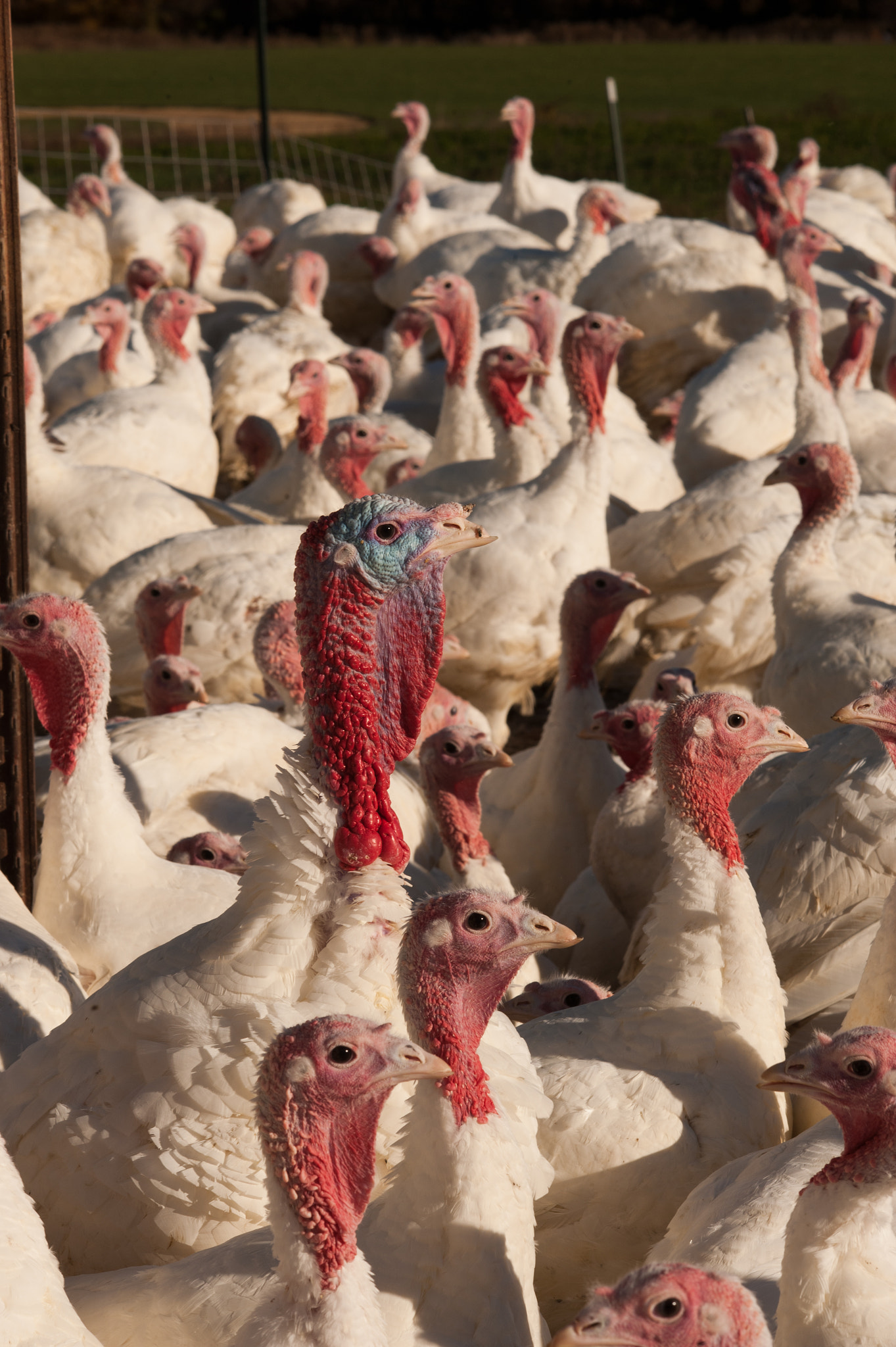 Nikon D700 sample photo. Turkeys photography