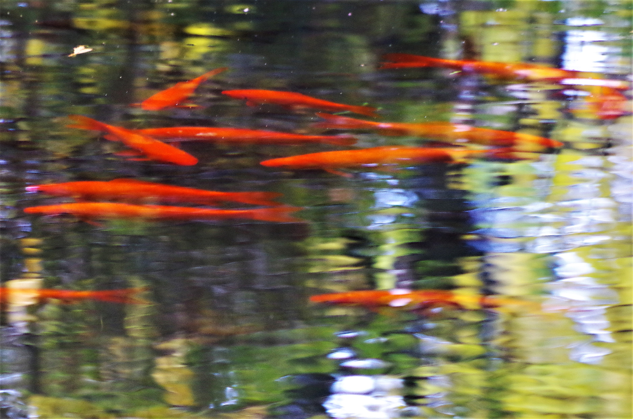 HD Pentax DA 55-300mm F4.0-5.8 ED WR sample photo. True colors photography