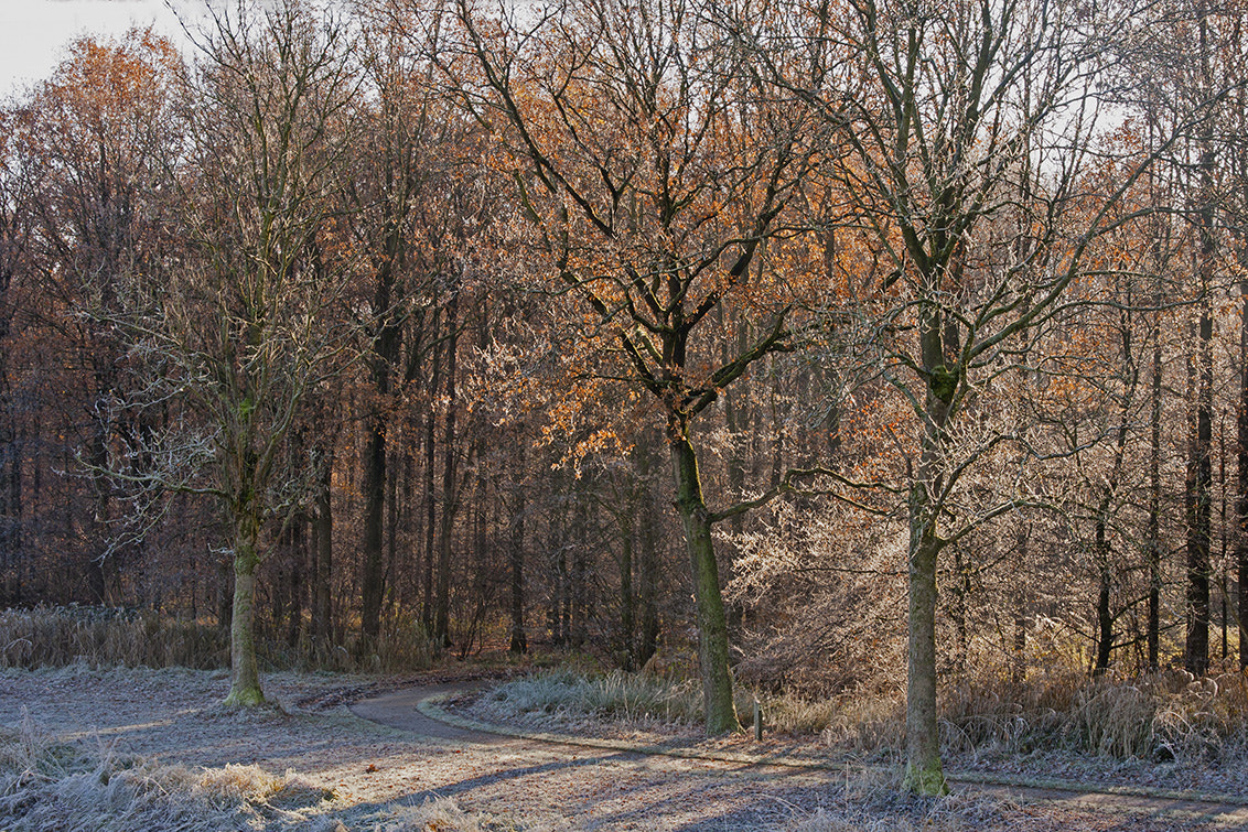 Canon EF 24-105mm F3.5-5.6 IS STM sample photo. Kadoelerbos photography