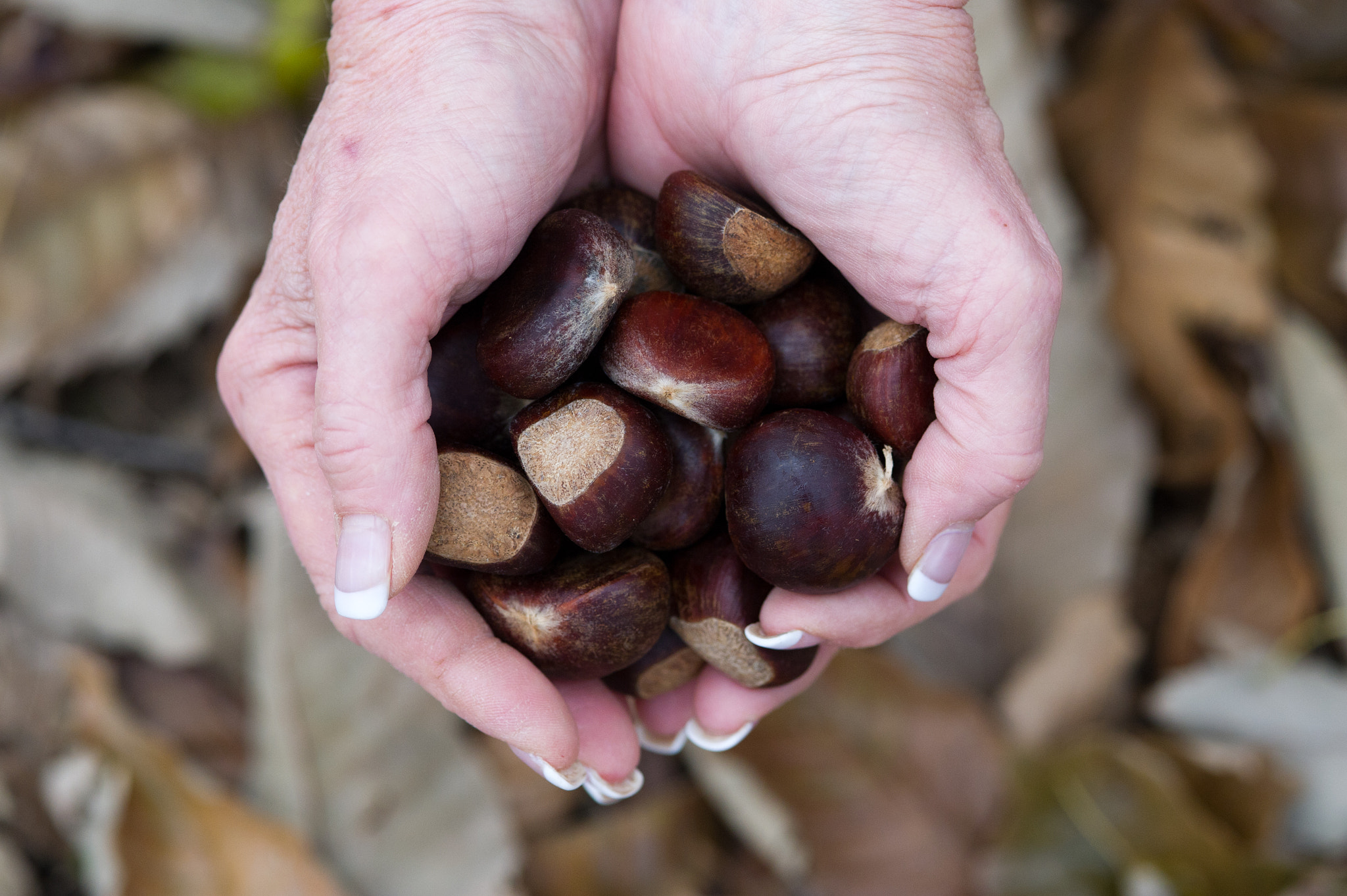 Nikon D3S sample photo. Hands holding chestnuts photography