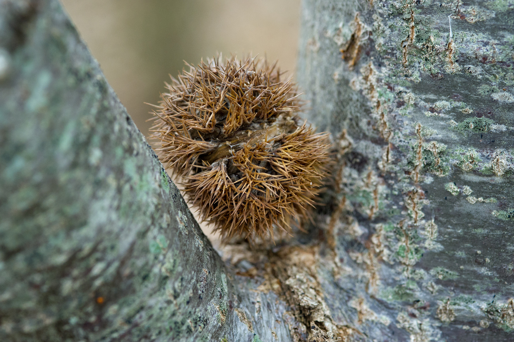Nikon D3S sample photo. Chestnut tree photography