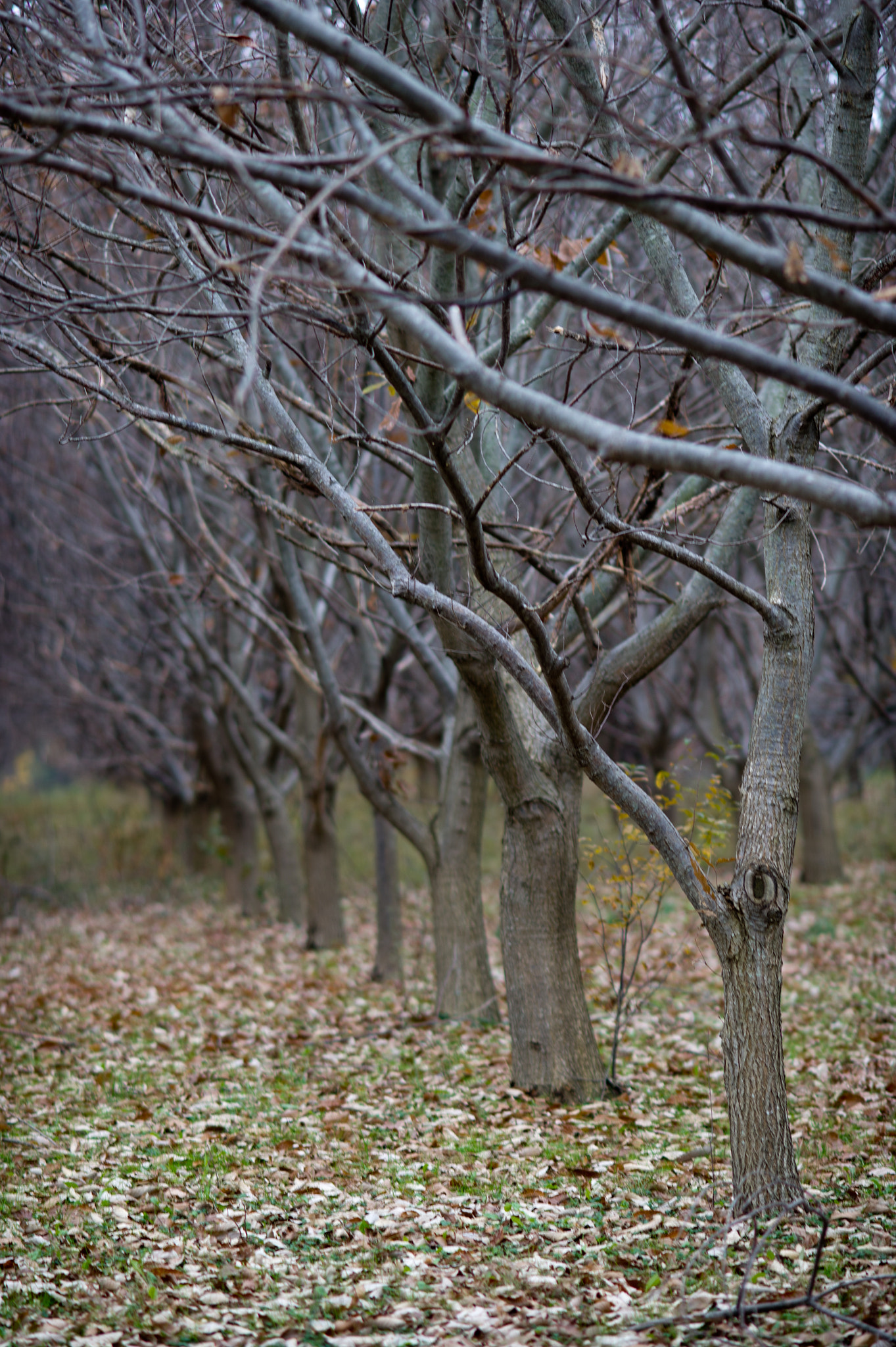 AF DC-Nikkor 135mm f/2 sample photo. Chestnut tree orchard photography