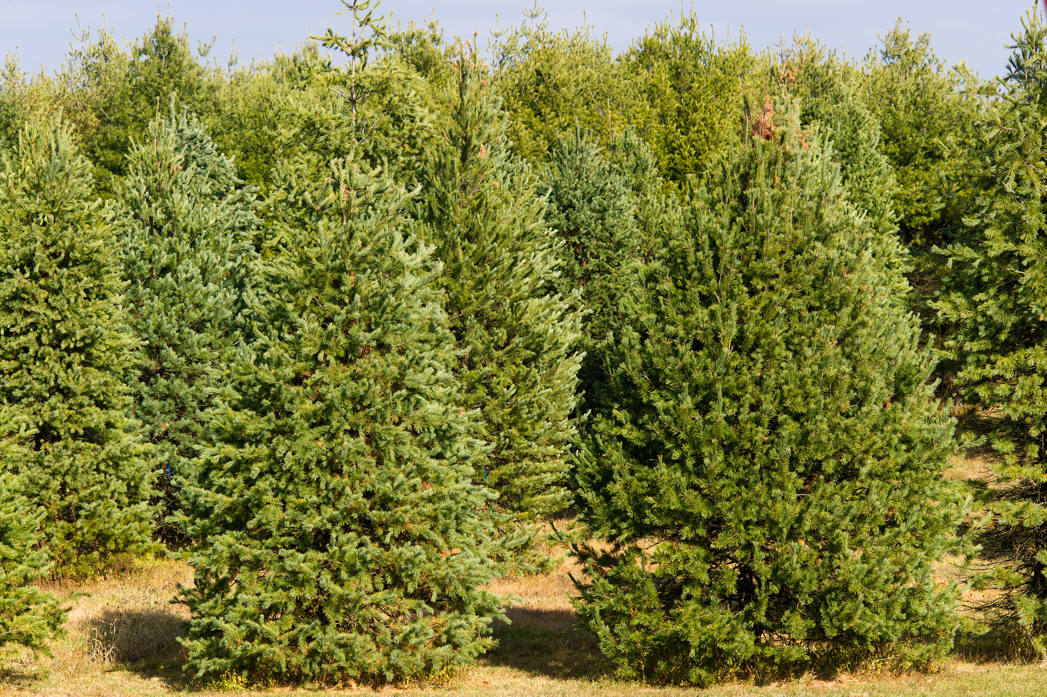 AF DC-Nikkor 135mm f/2 sample photo. Pinetum christmas tree farm, swanton md
cindy and marshal stacy photography