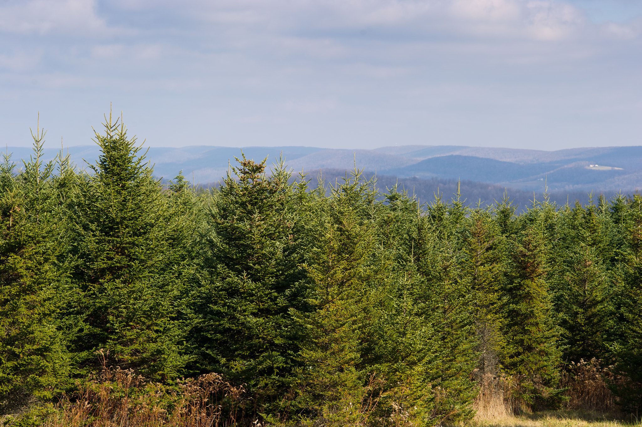 Nikon D3S sample photo. Pinetum christmas tree farm, swanton md
cindy and marshal stacy photography