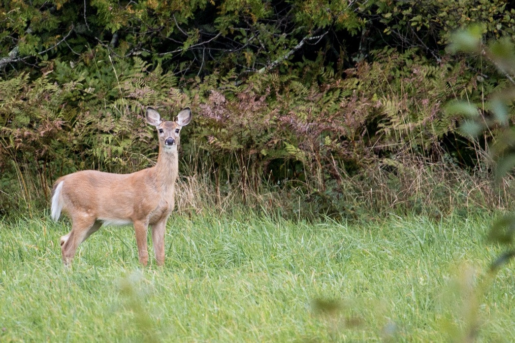 Canon EF-S 55-250mm F4-5.6 IS STM sample photo. Animal pictures photography