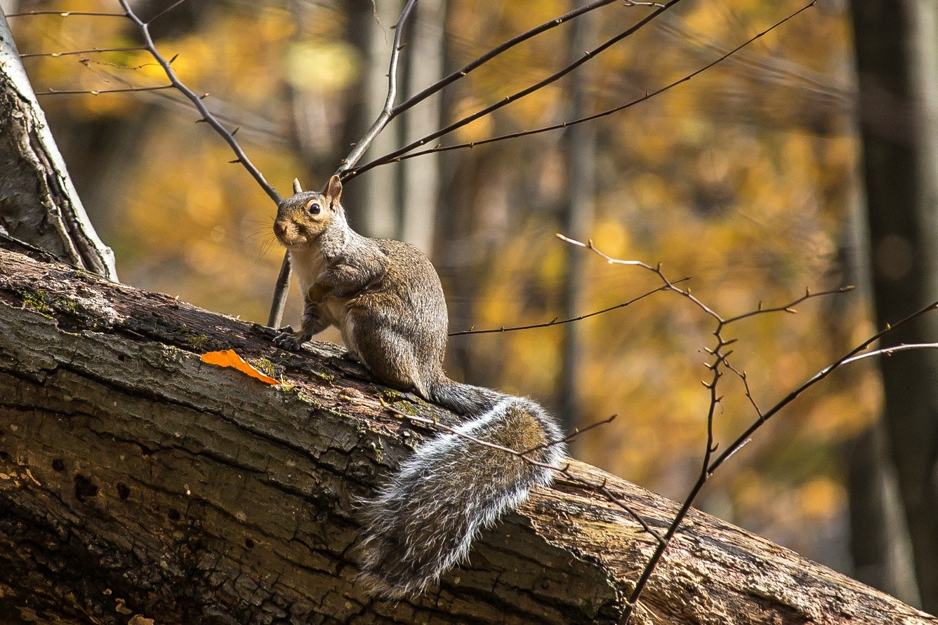 Canon EF-S 55-250mm F4-5.6 IS STM sample photo. Animal pictures photography