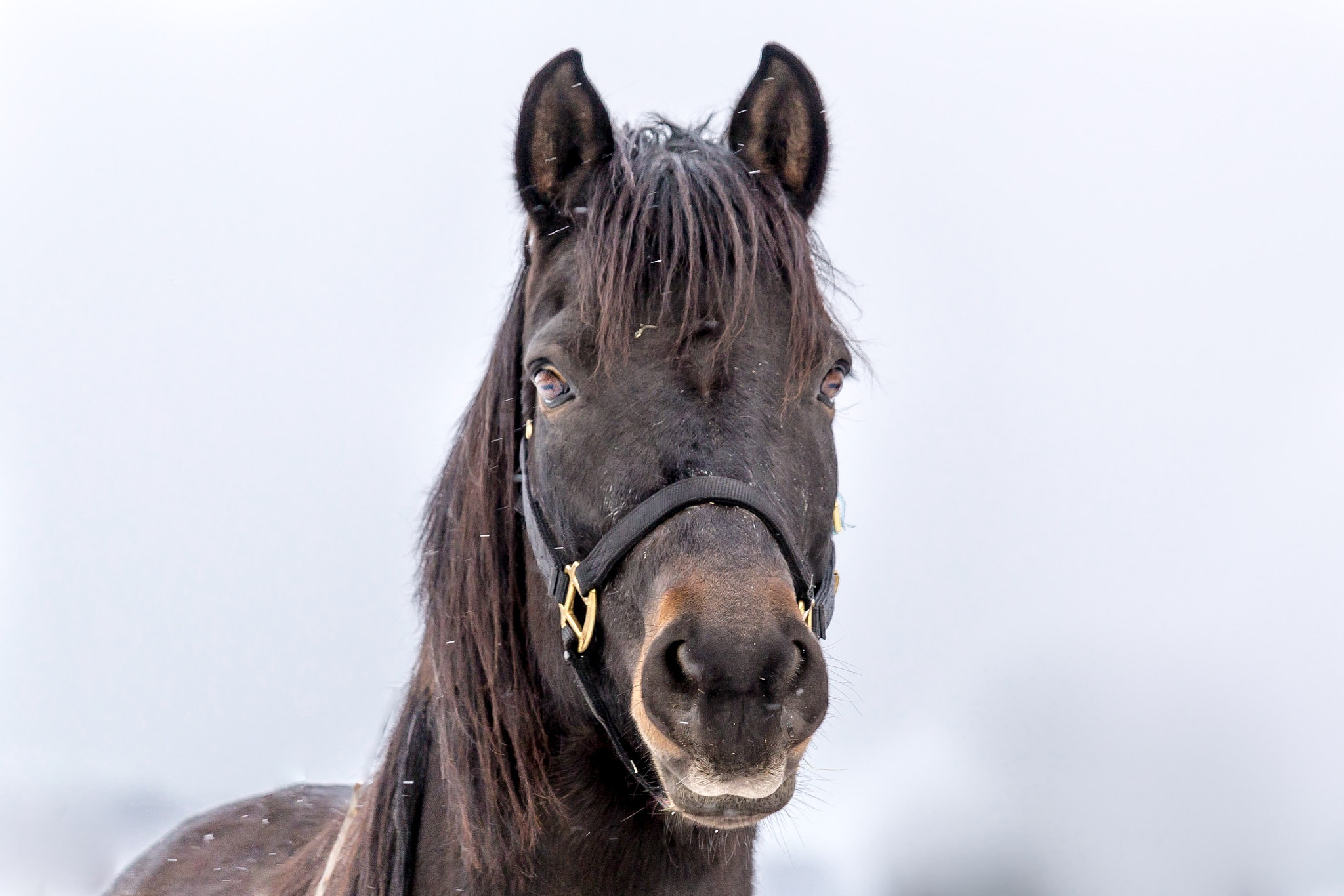 Canon EF-S 55-250mm F4-5.6 IS STM sample photo. Animal pictures photography