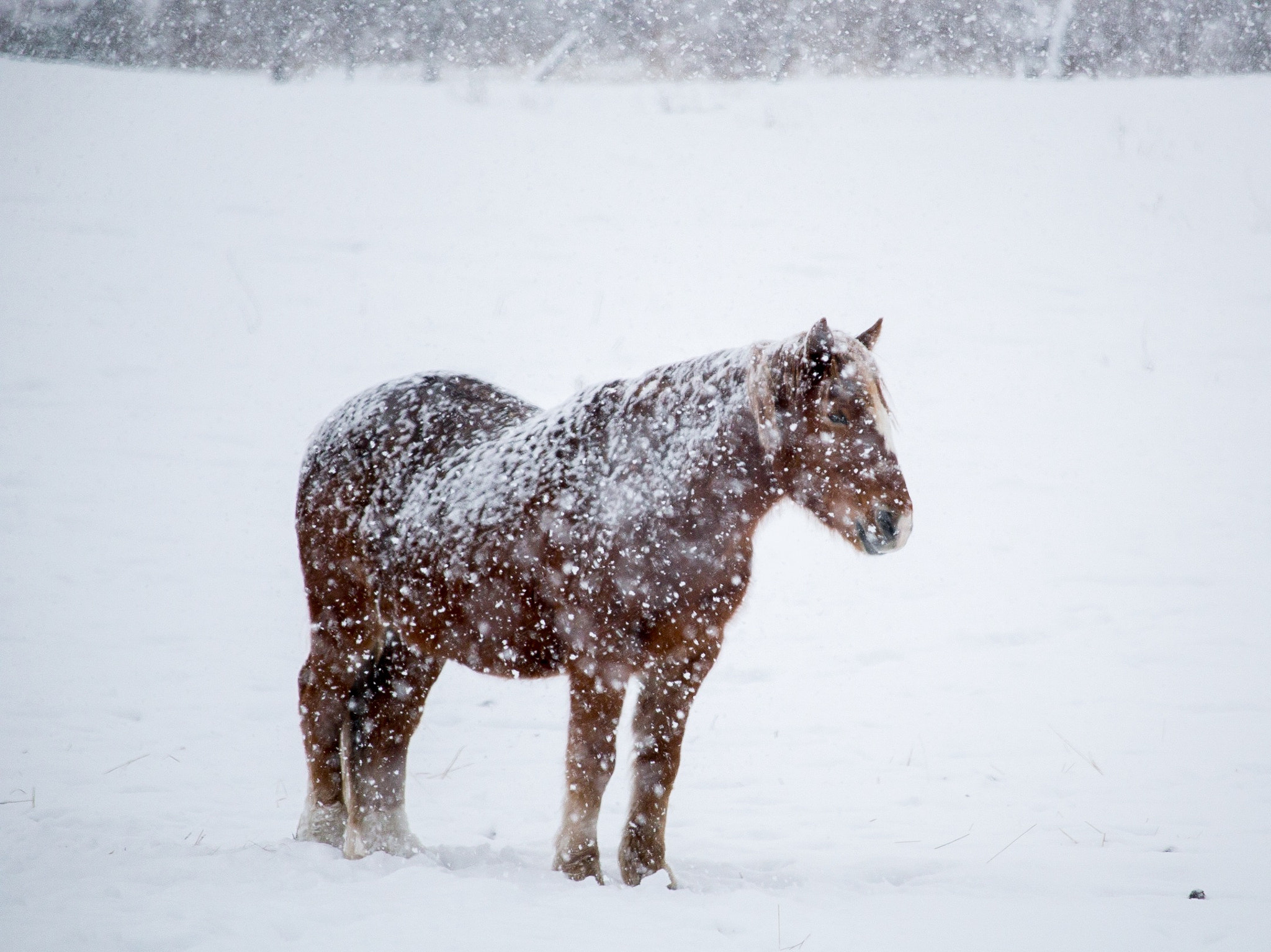 Canon EF-S 55-250mm F4-5.6 IS STM sample photo. Animal pictures photography