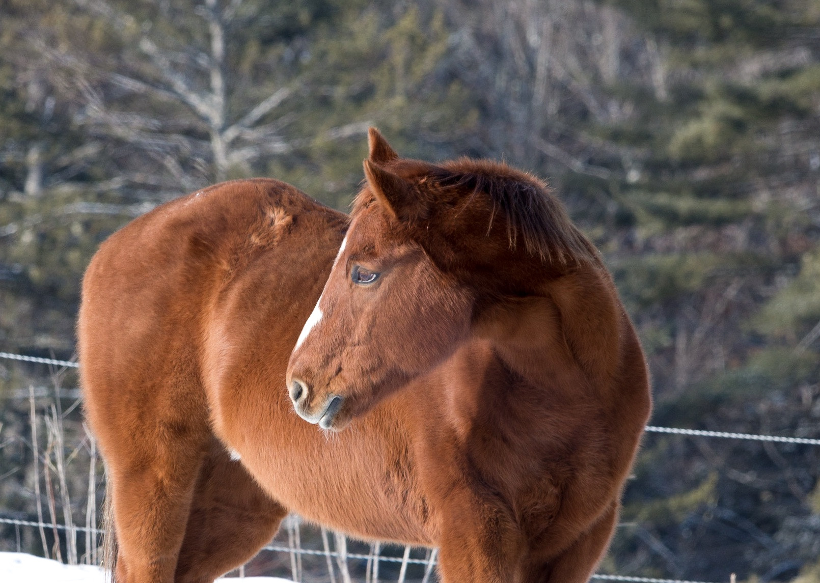 Canon EF-S 55-250mm F4-5.6 IS STM sample photo. Animal pictures photography
