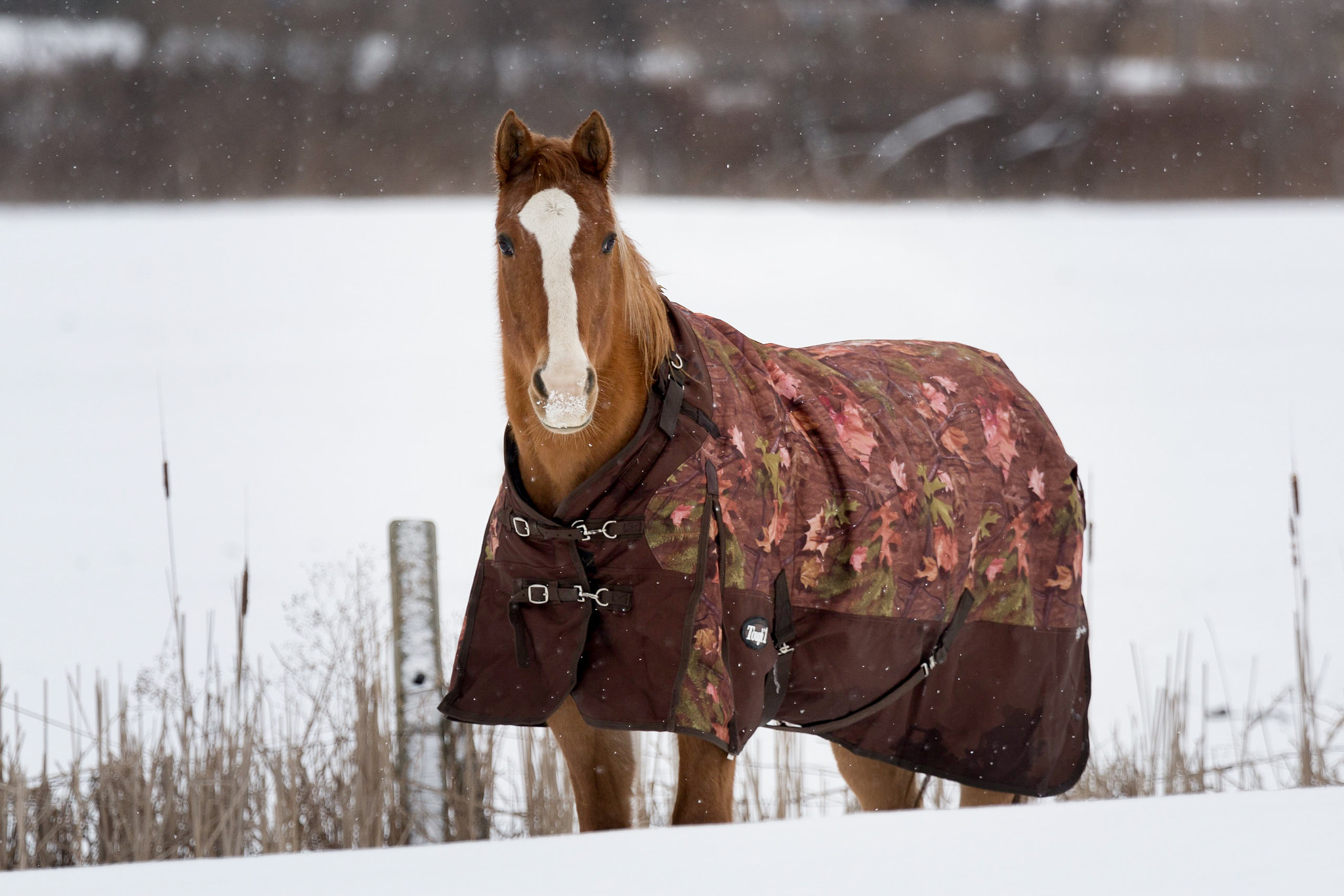 Canon EOS 70D + Canon EF 100-400mm F4.5-5.6L IS USM sample photo. Animal pictures photography