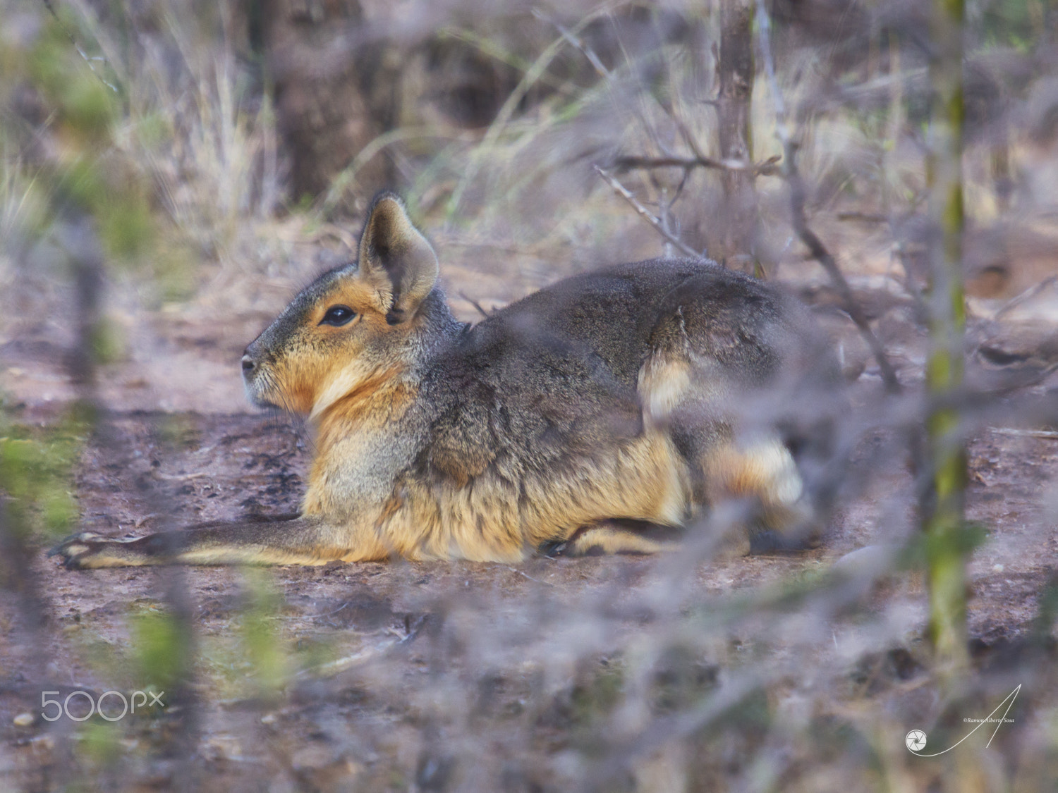 Canon EOS 6D + Canon EF 70-200mm F2.8L USM sample photo. Dolichotis patagonum (mara o libre patagónica) photography