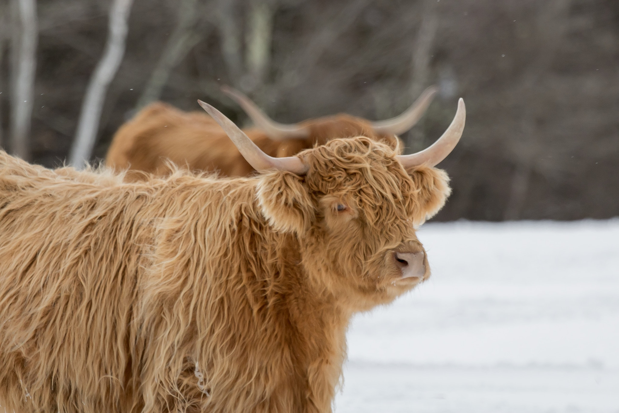 Canon EF 100-400mm F4.5-5.6L IS USM sample photo. Animal pictures photography