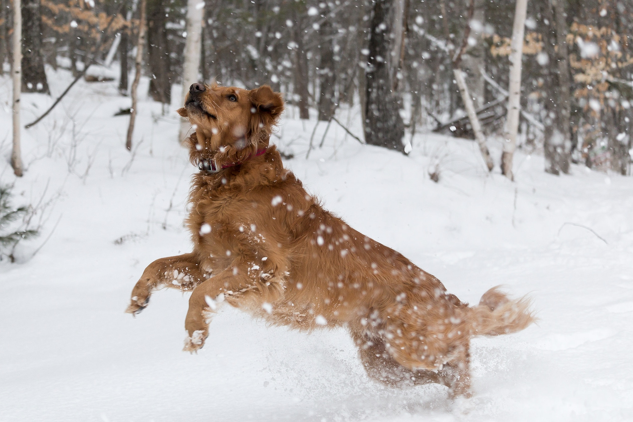 Canon EF-S 55-250mm F4-5.6 IS STM sample photo. Animal pictures photography