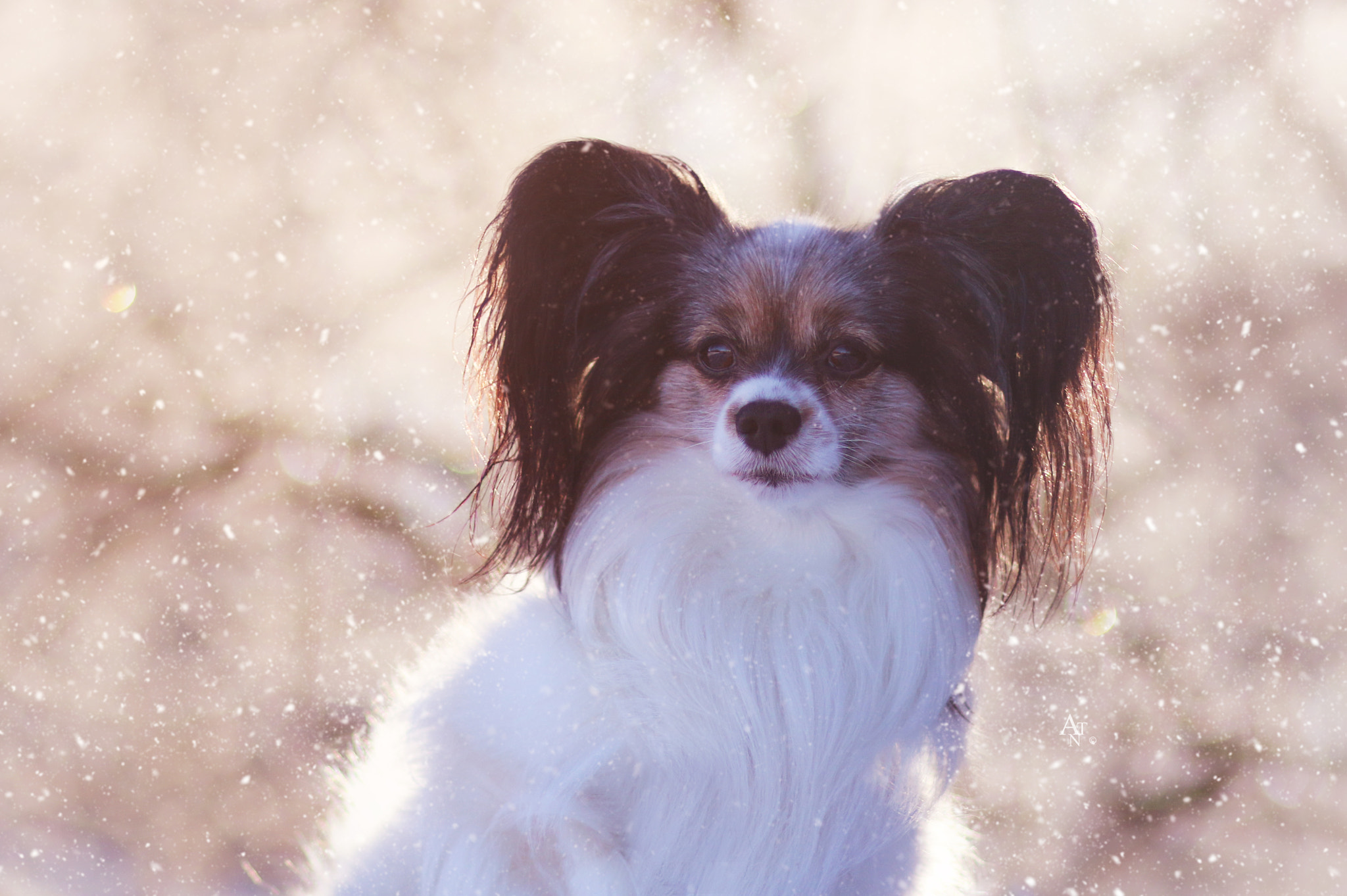 Canon EF 85mm F1.8 USM sample photo. The beauty of snow photography