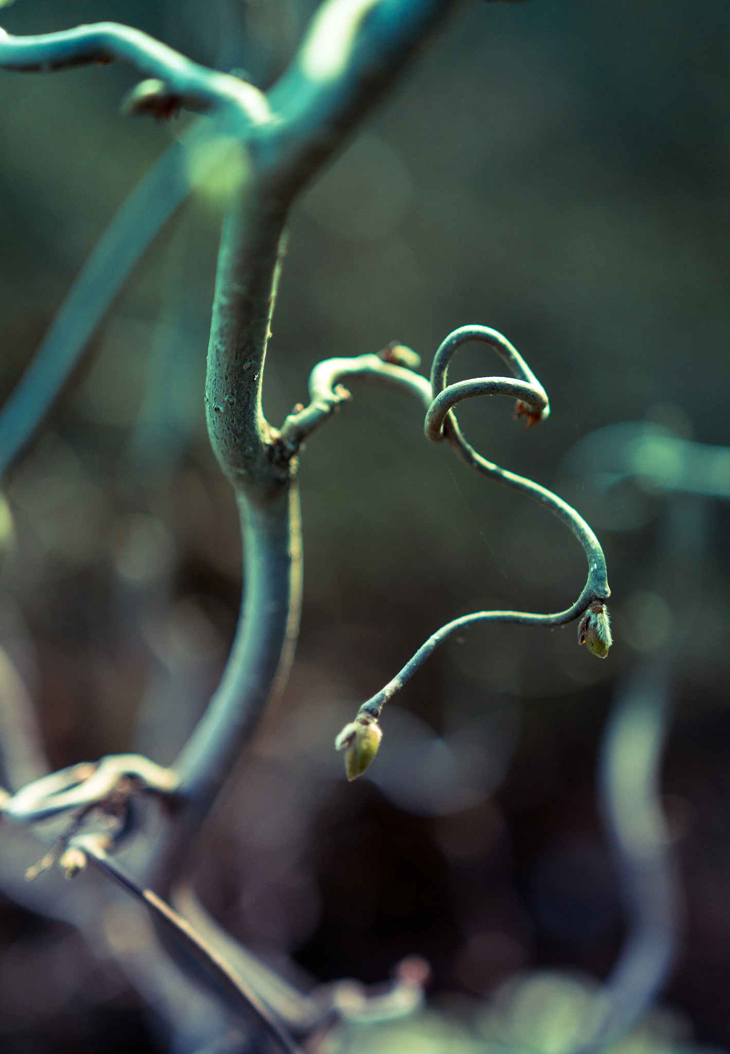 Sony a6300 + 18-35mm F1.8 DC HSM | Art 013 sample photo. Twisty photography