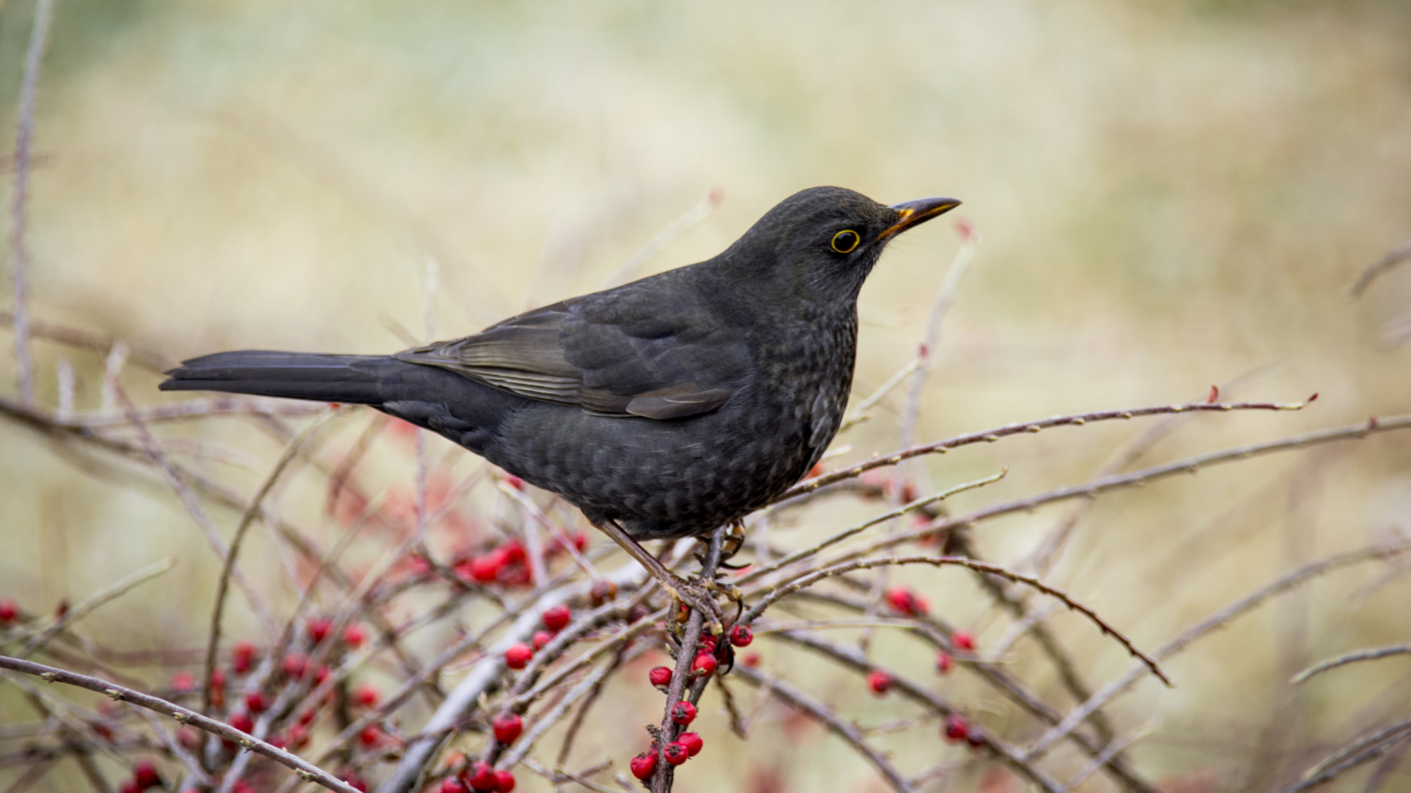 Sigma 150-600mm F5-6.3 DG OS HSM | C sample photo. Blackbird photography