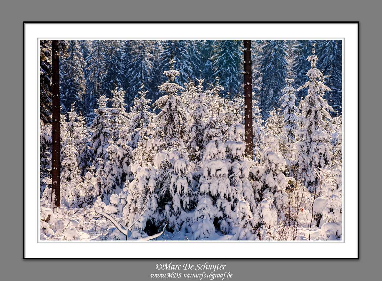 Canon TS-E 90mm F2.8 Tilt-Shift sample photo. Pines and snow photography