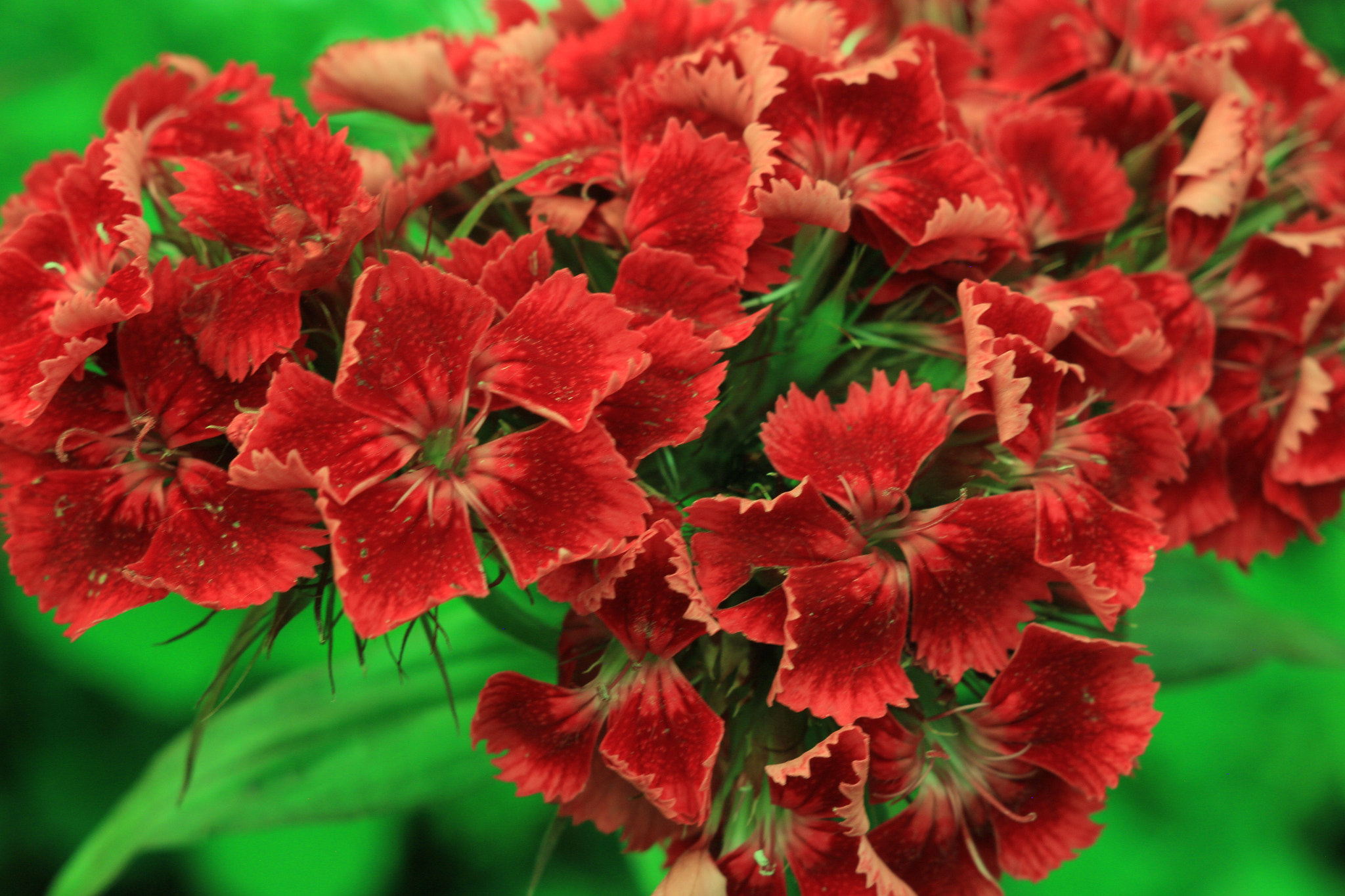 Canon EF 35-80mm f/4-5.6 sample photo. Dianthus barbatus photography