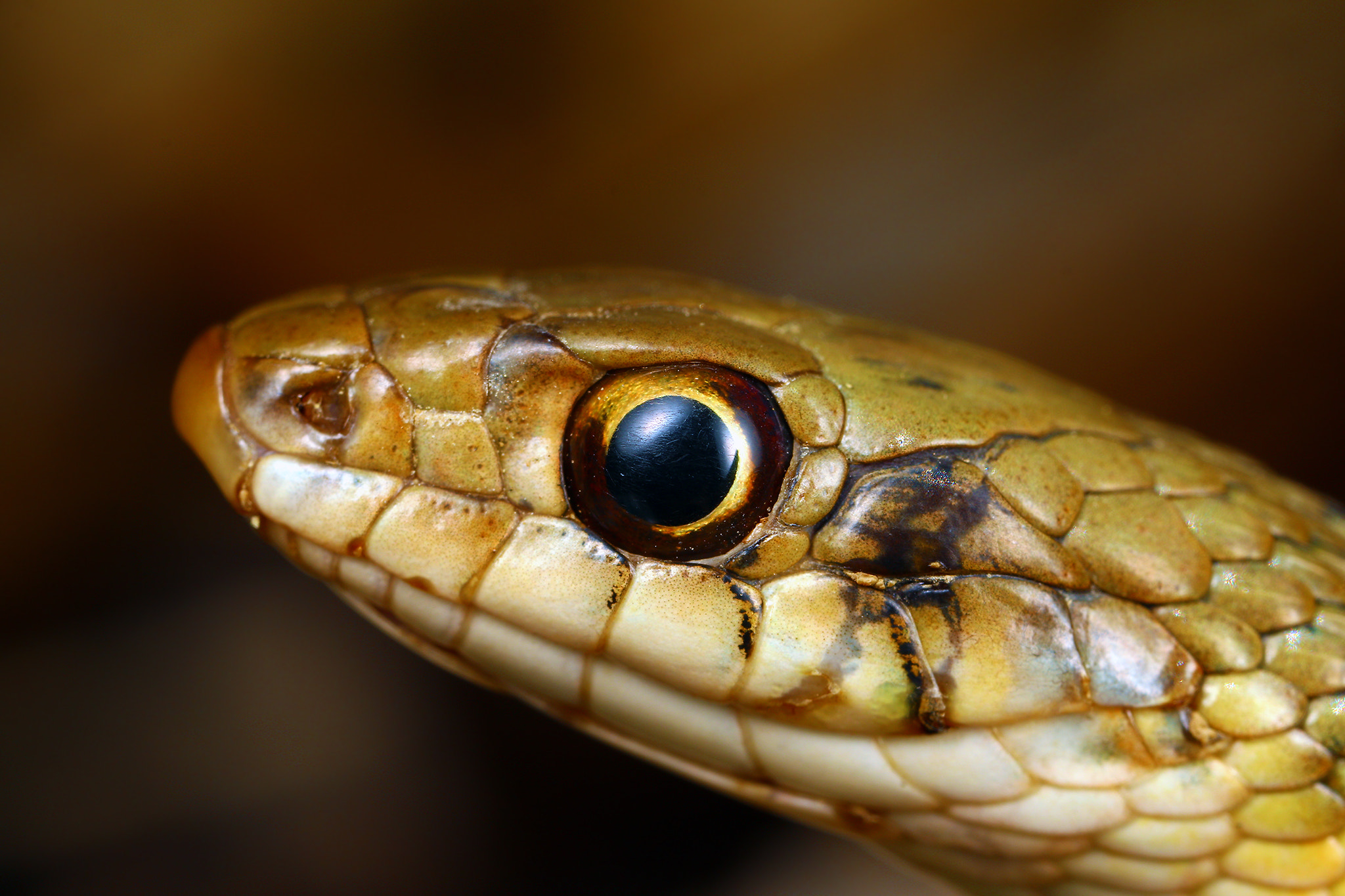 Canon MP-E 65mm F2.5 1-5x Macro Photo sample photo. Snake!!! photography
