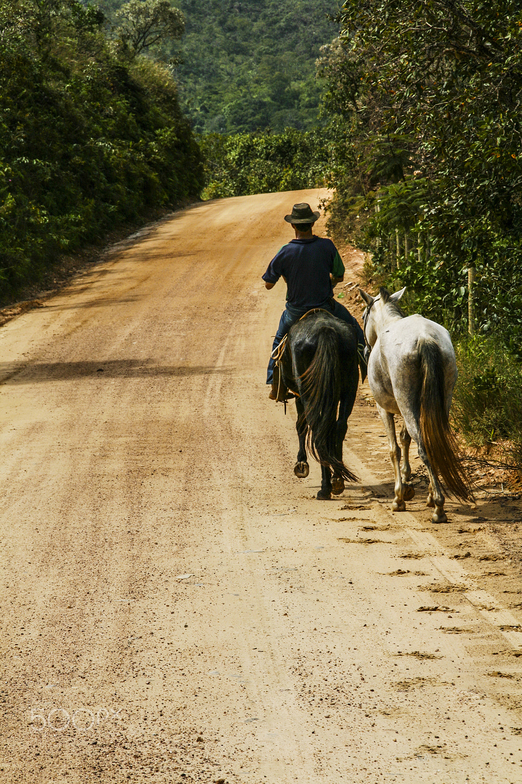 Sigma 18-200mm f/3.5-6.3 DC OS sample photo. Cavaleiro solitario photography