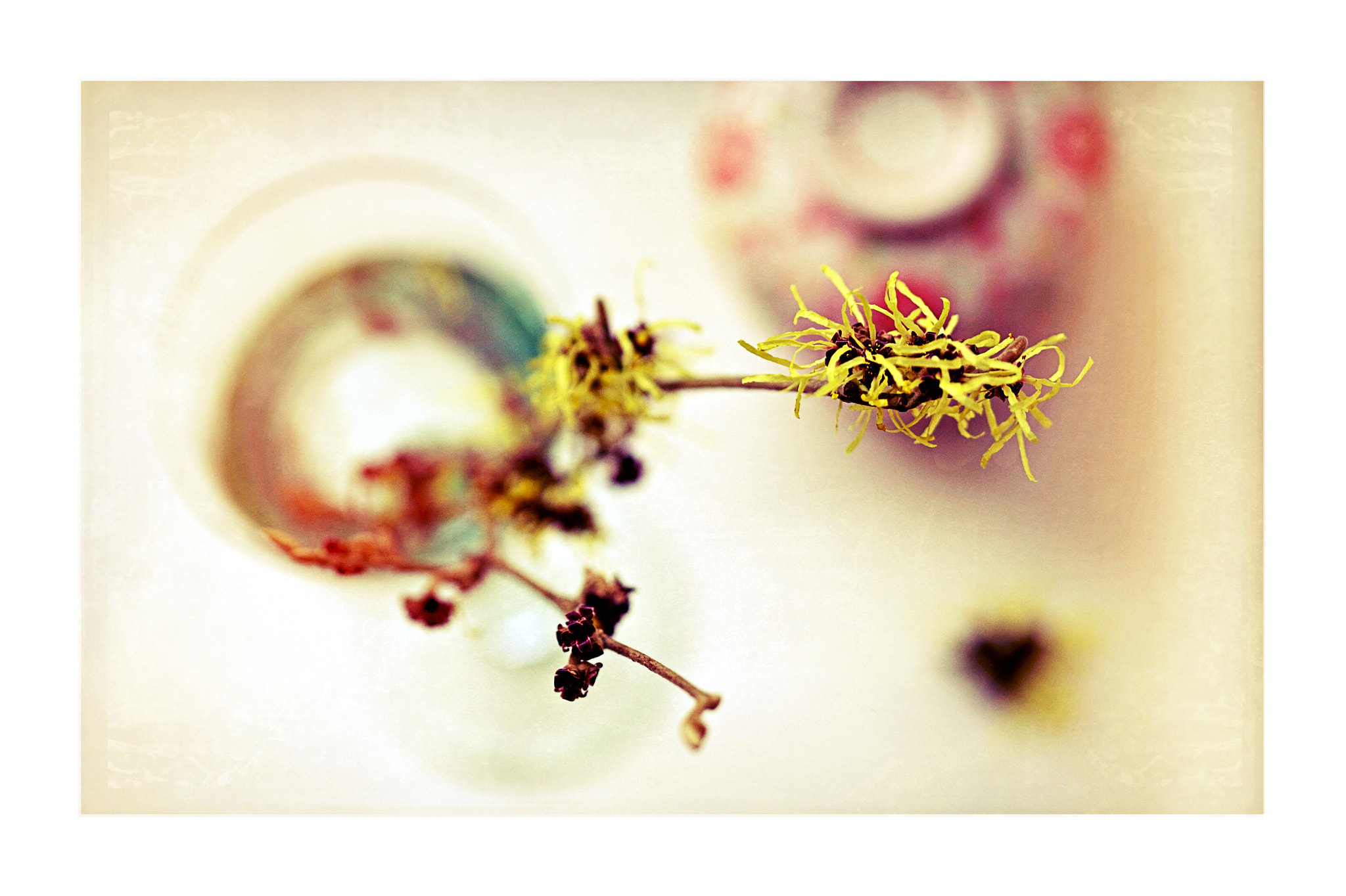 Canon EF 100mm F2.8 Macro USM sample photo. Hamamelis photography
