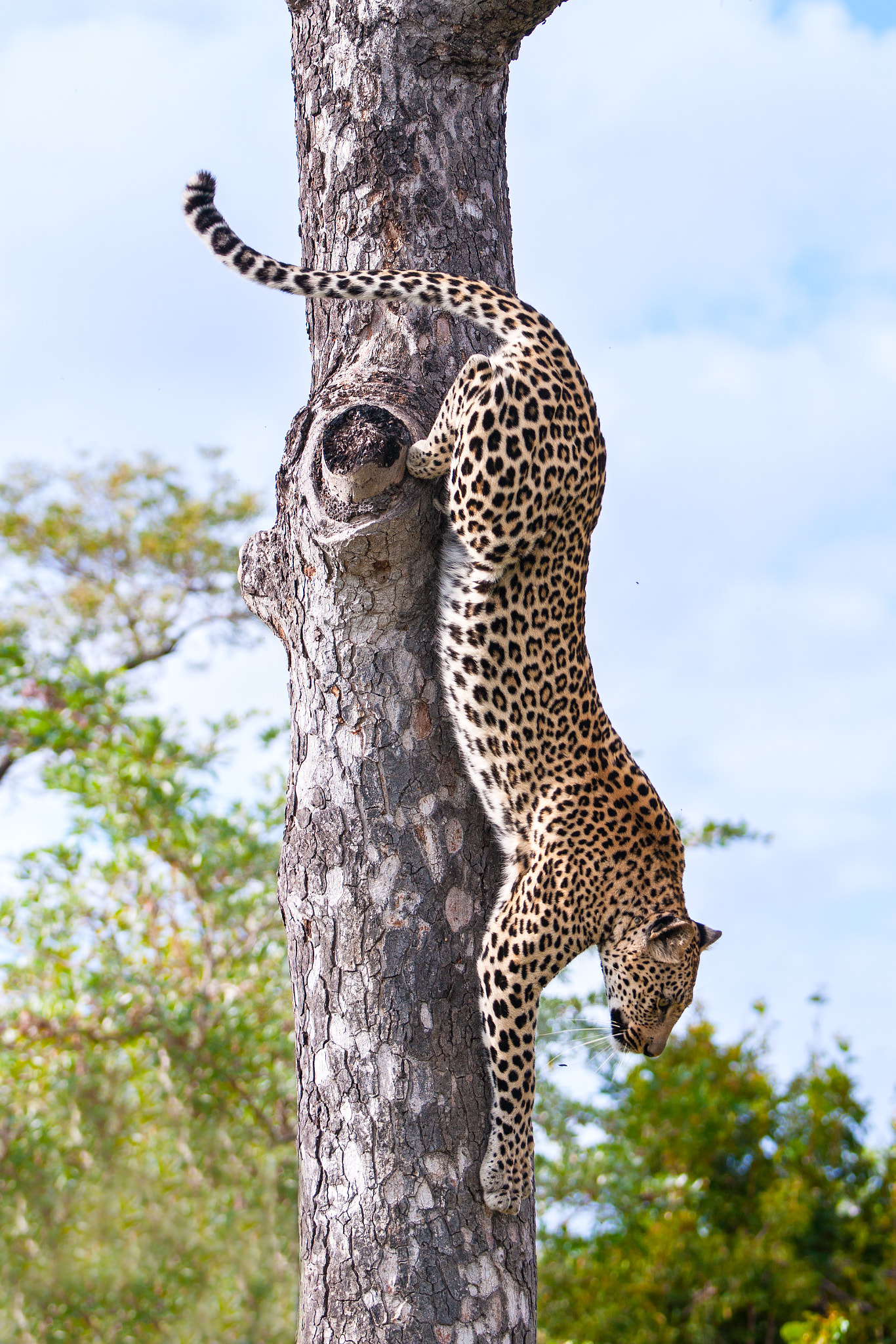 Sony Alpha DSLR-A900 sample photo. Leopard descent photography