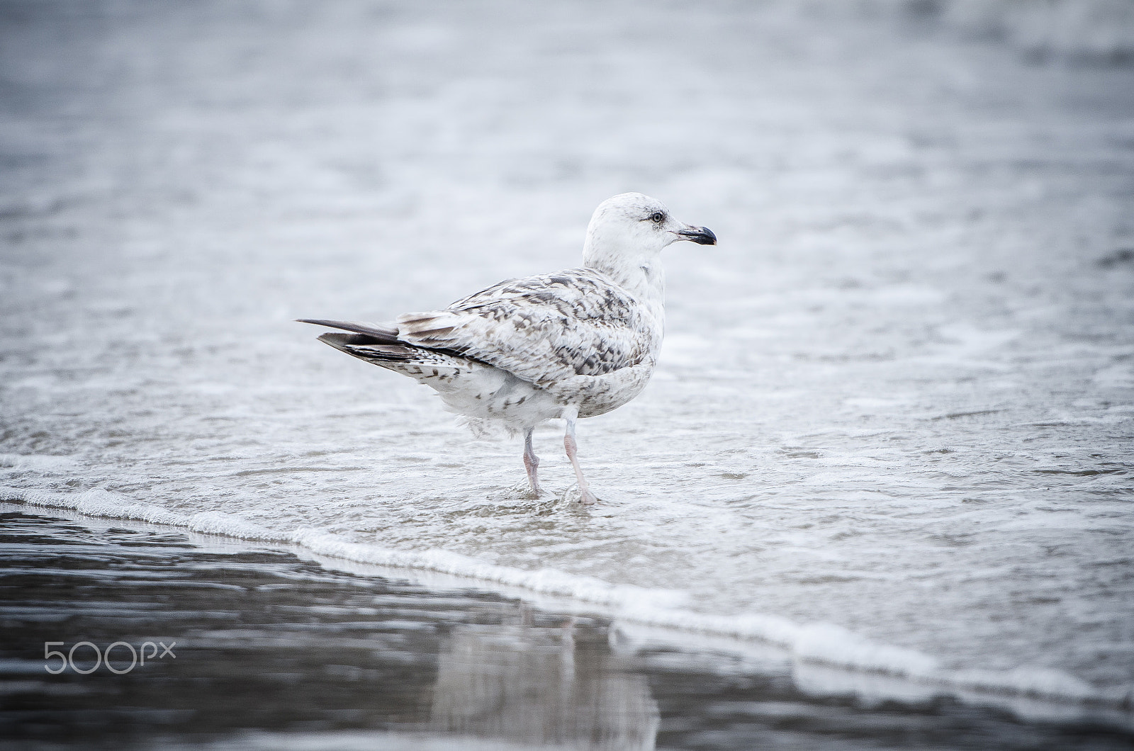 Nikon AF-S Nikkor 70-200mm F2.8G ED VR II sample photo. Seagull photography