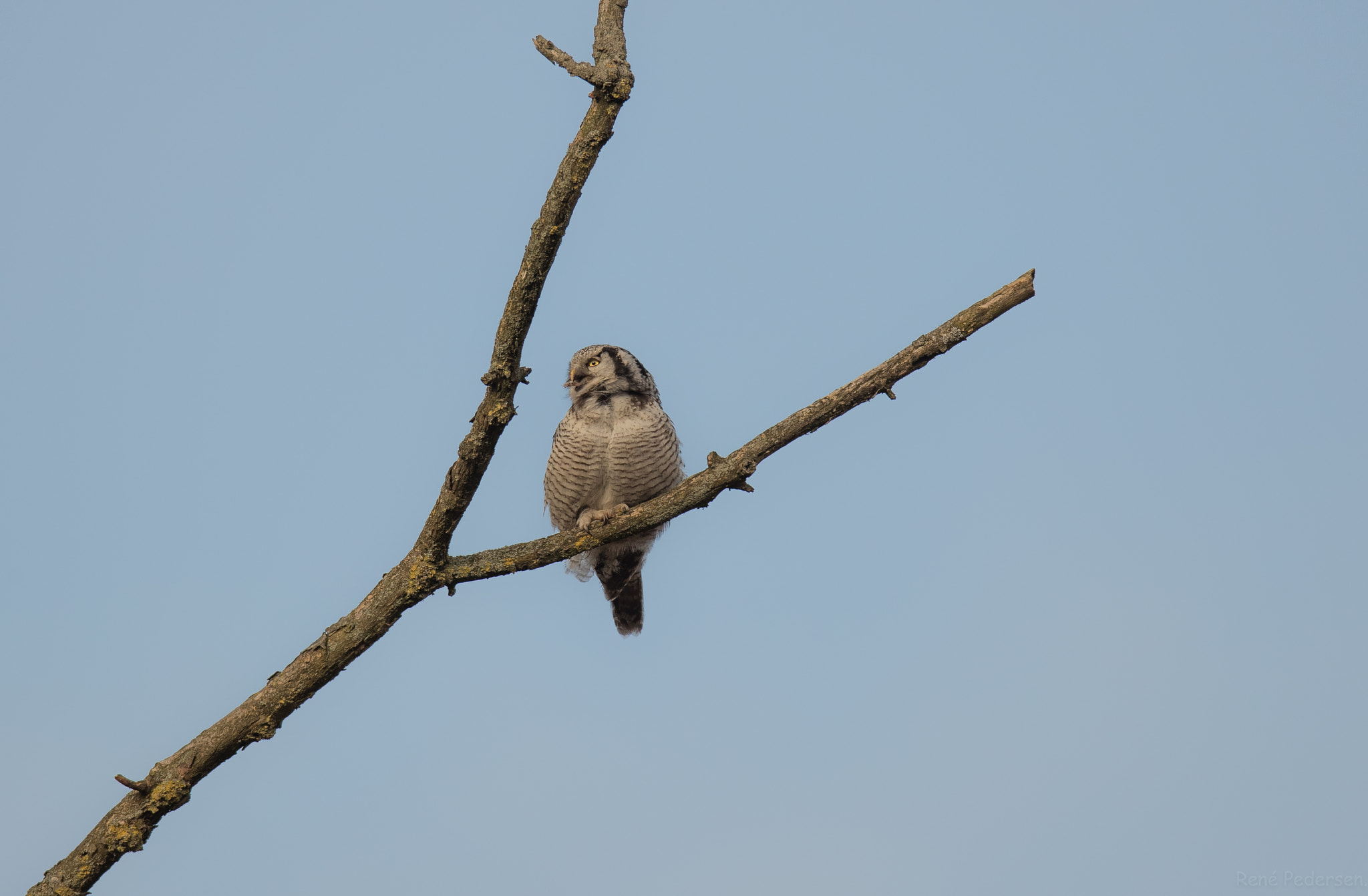 Canon EF 600mm f/4L IS sample photo. Høgeugle. photography