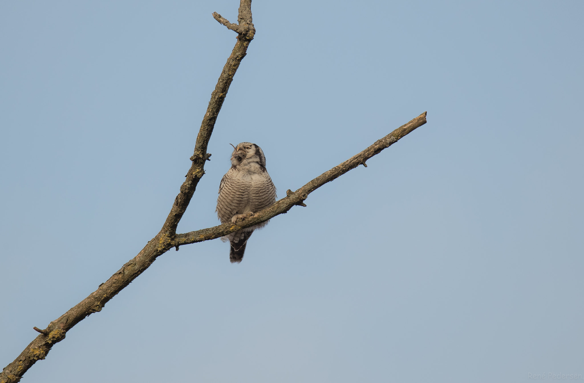 Canon EF 600mm f/4L IS sample photo. Høgeugle. photography