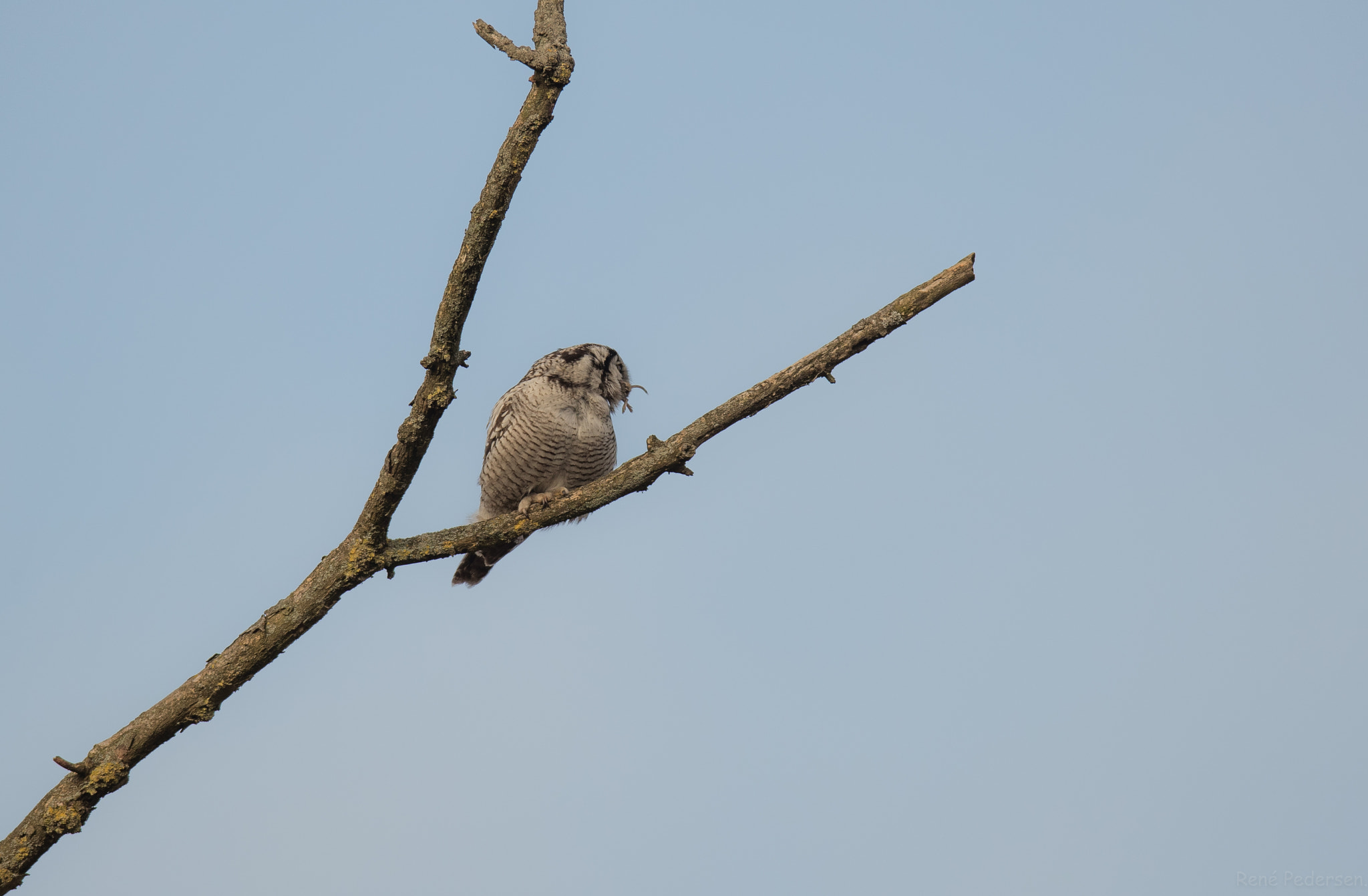 Canon EF 600mm f/4L IS sample photo. Høgeugle. photography